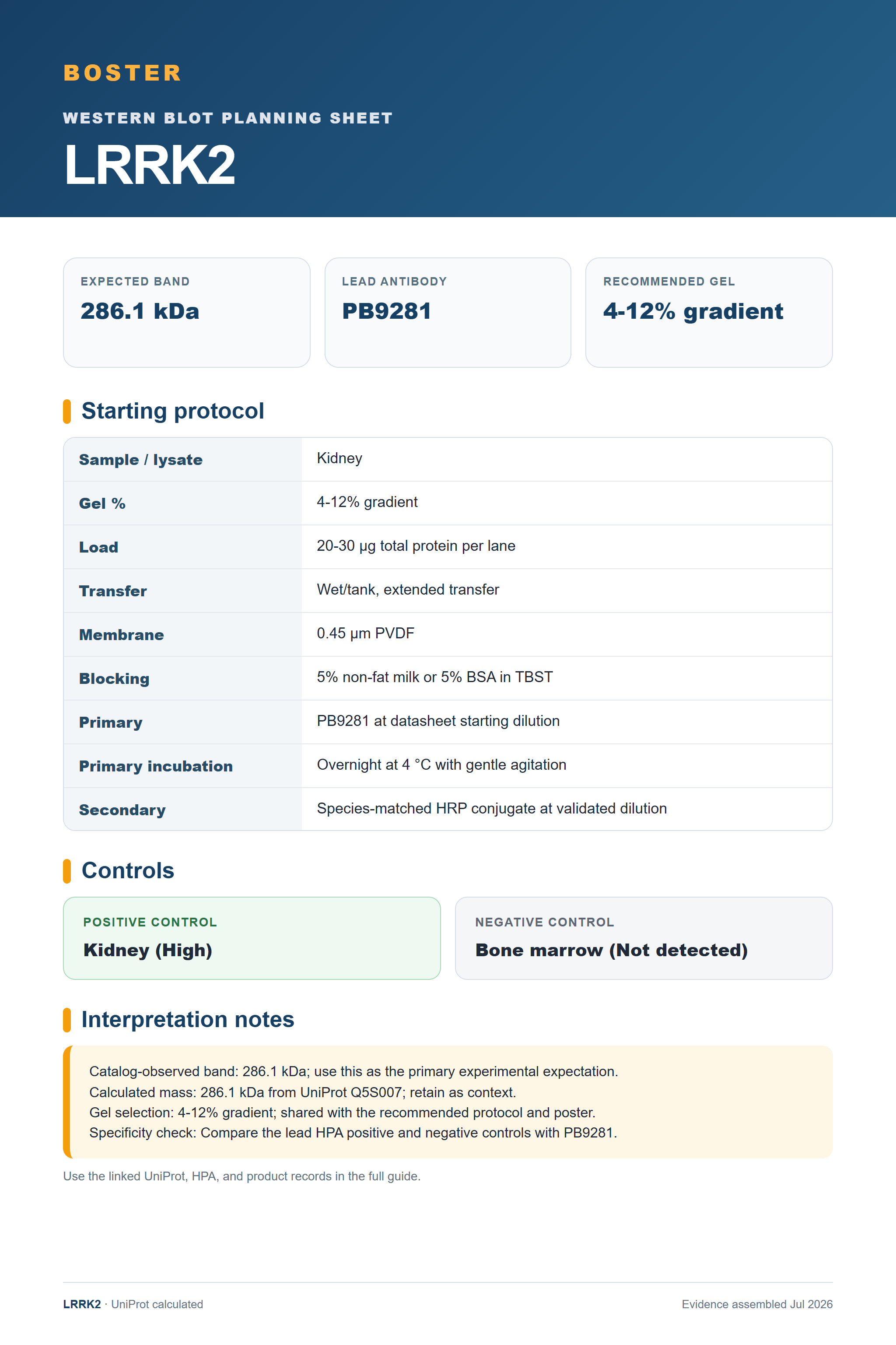 Western blot protocol sheet for LRRK2 (LRRK2): expected band 286.1 kDa, antibody PB9281, and guide-derived SDS-PAGE protocol steps