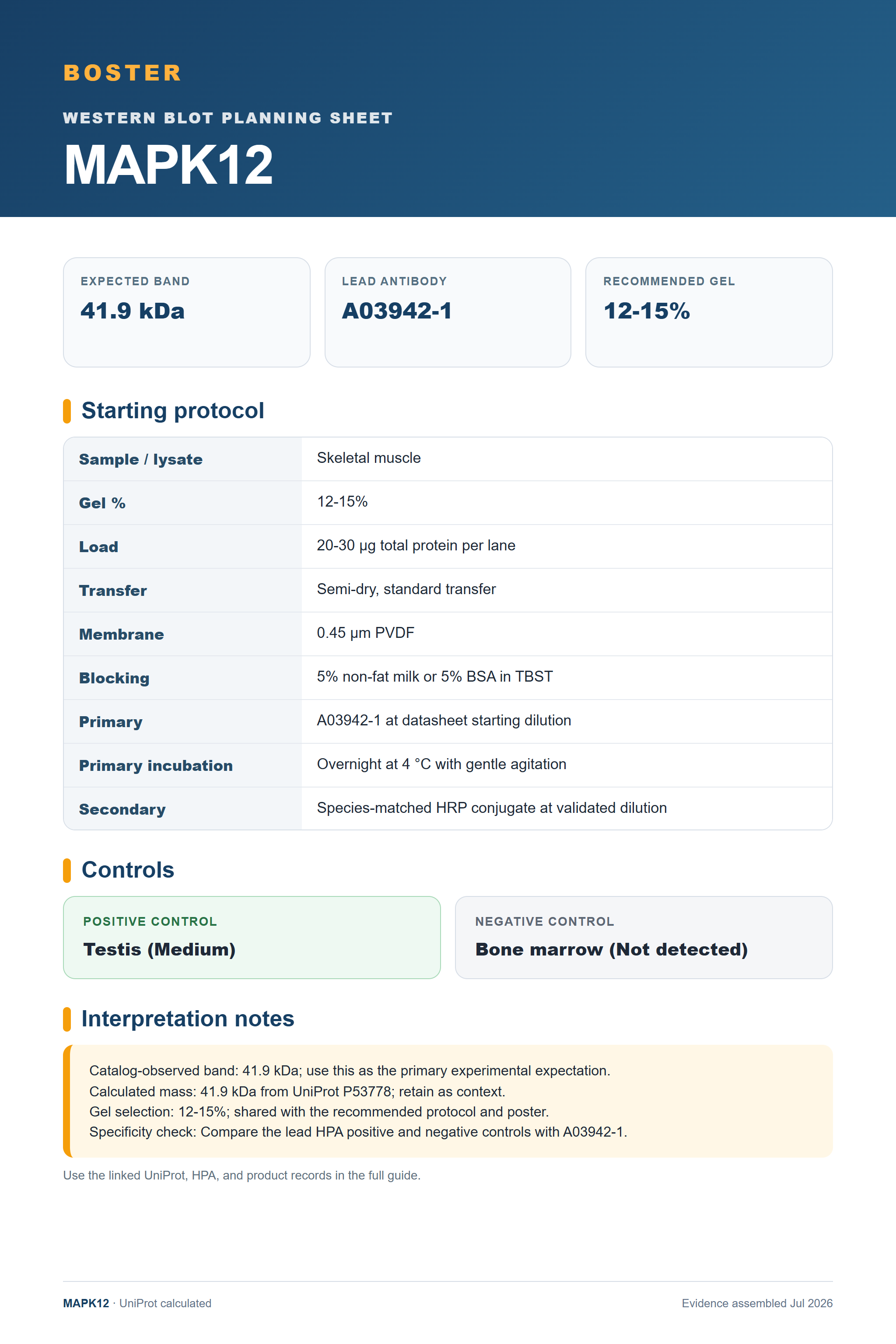 Western blot protocol sheet for MAPK12 (MAPK12): expected band 41.9 kDa, antibody A03942-1, and guide-derived SDS-PAGE protocol steps