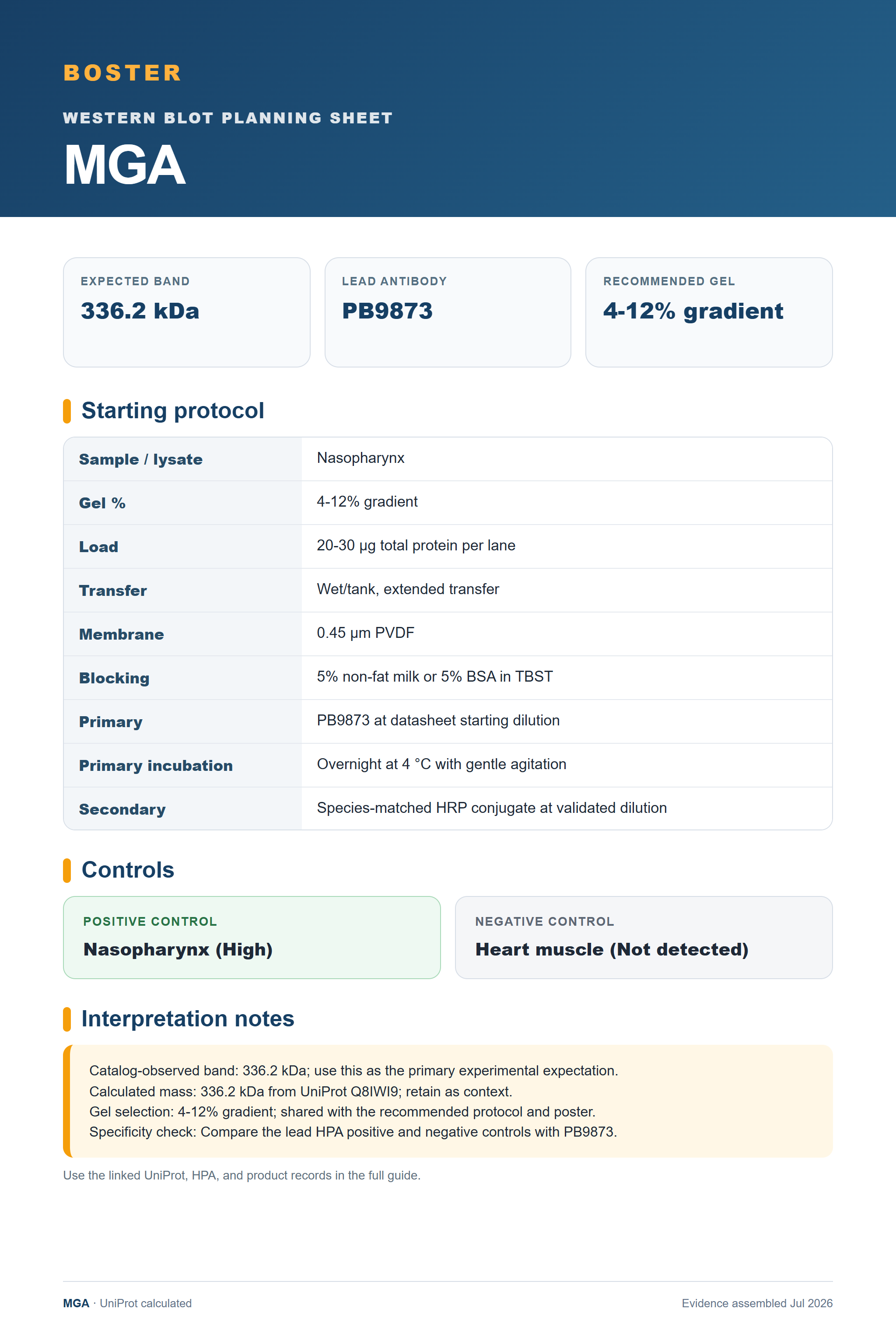 Western blot protocol sheet for MGA (MGA): expected band 336.2 kDa, antibody PB9873, and guide-derived SDS-PAGE protocol steps