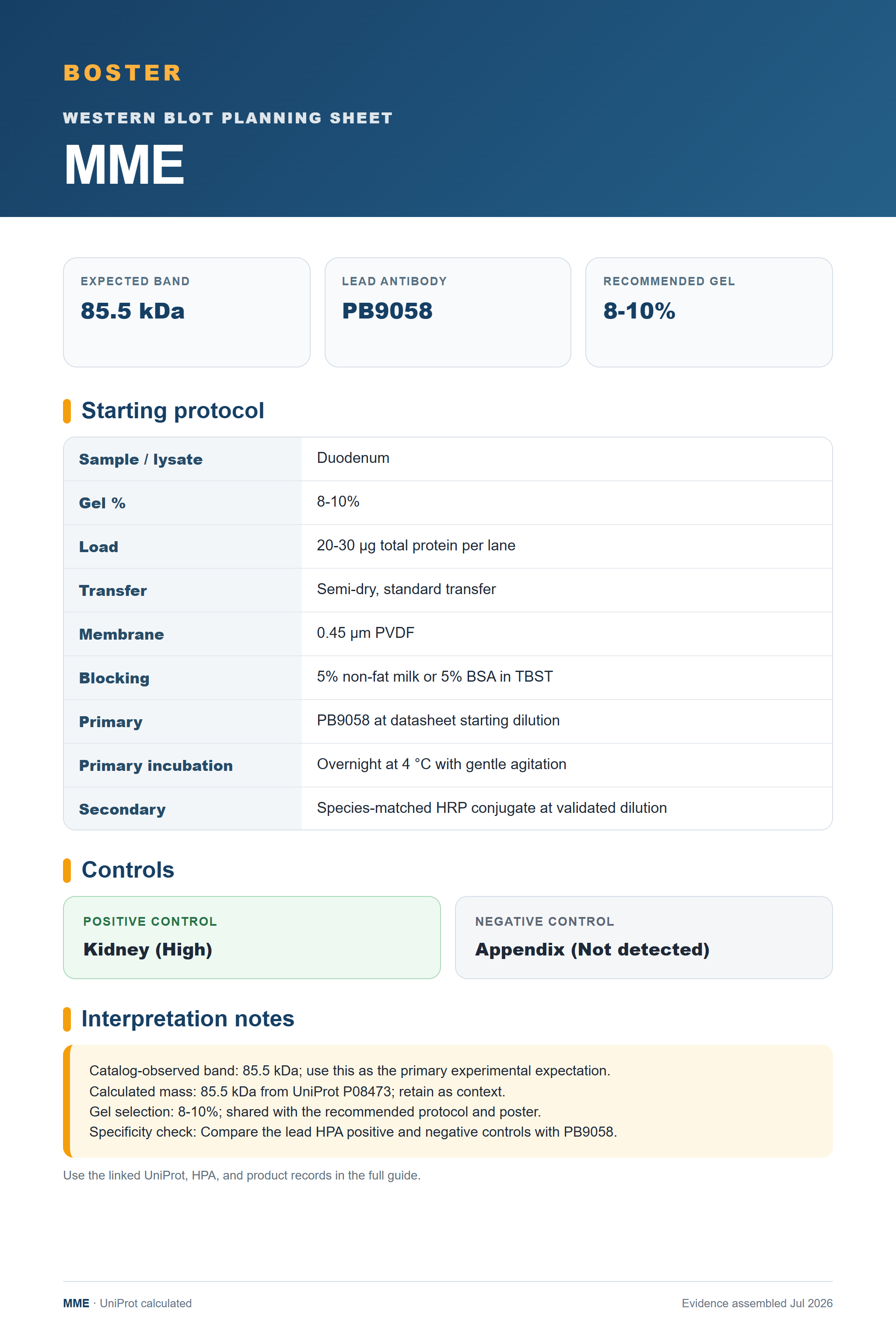 Western blot protocol sheet for MME (MME): expected band 85.5 kDa, antibody PB9058, and guide-derived SDS-PAGE protocol steps
