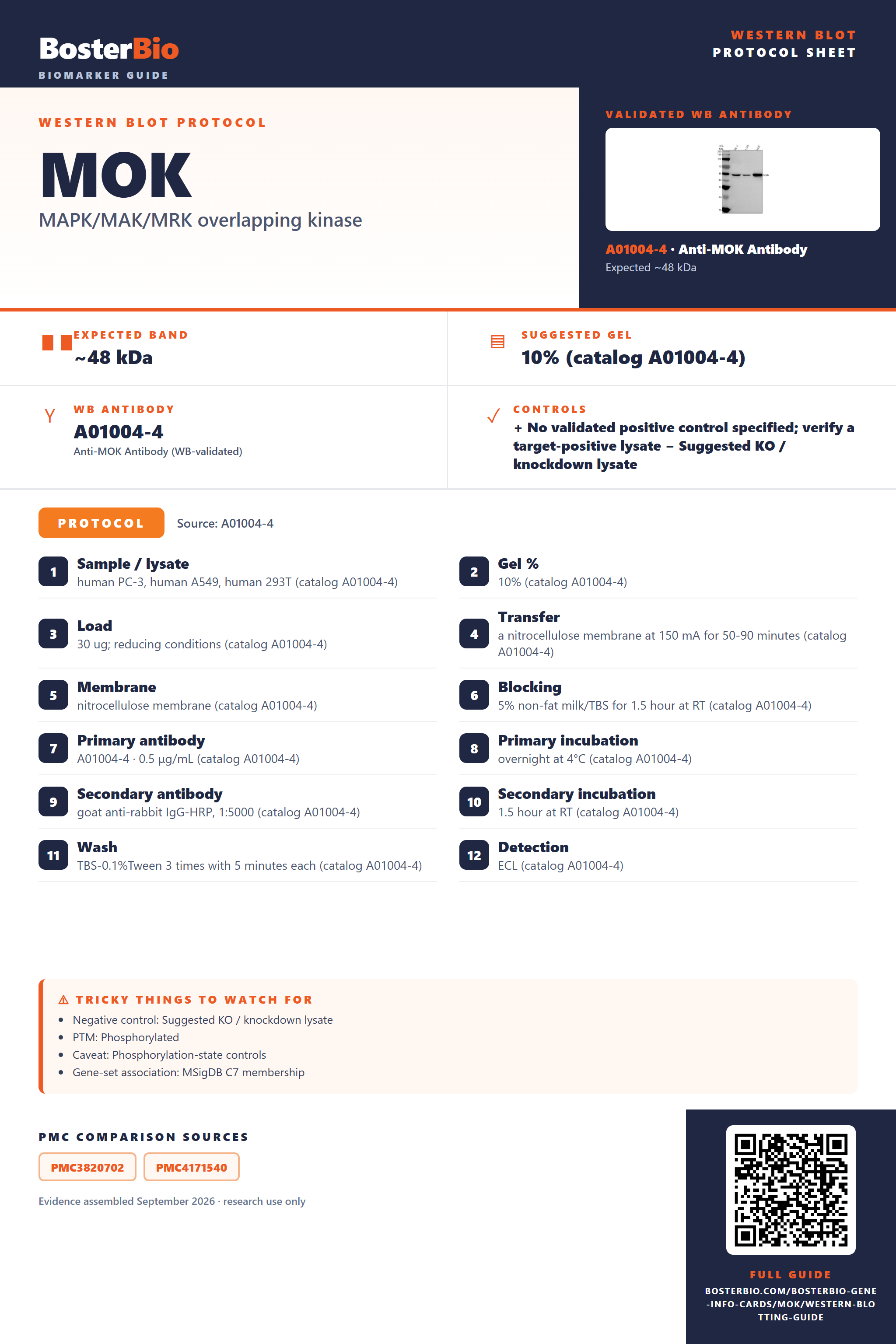 Western blot protocol sheet for MOK: expected band ~48 kDa, hero antibody A01004-4, catalog values and labelled standard workflow; separate PMC comparisons on the guide