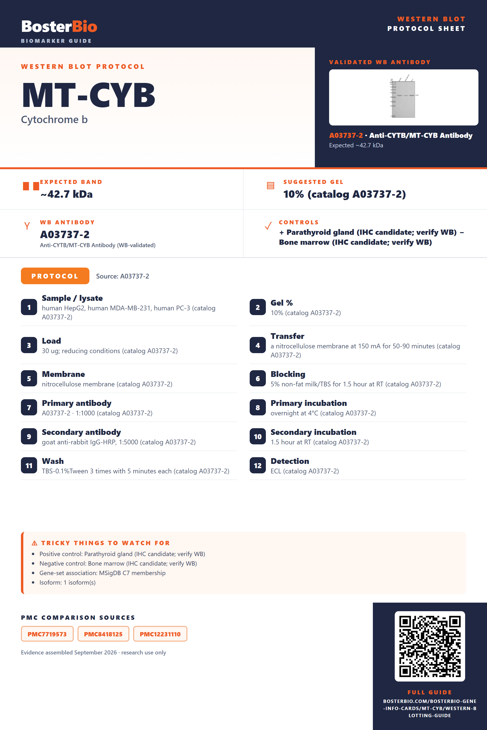 Western blot protocol sheet for MT-CYB: expected band ~42.7 kDa, hero antibody A03737-2, catalog values and labelled standard workflow; separate PMC comparisons on the guide