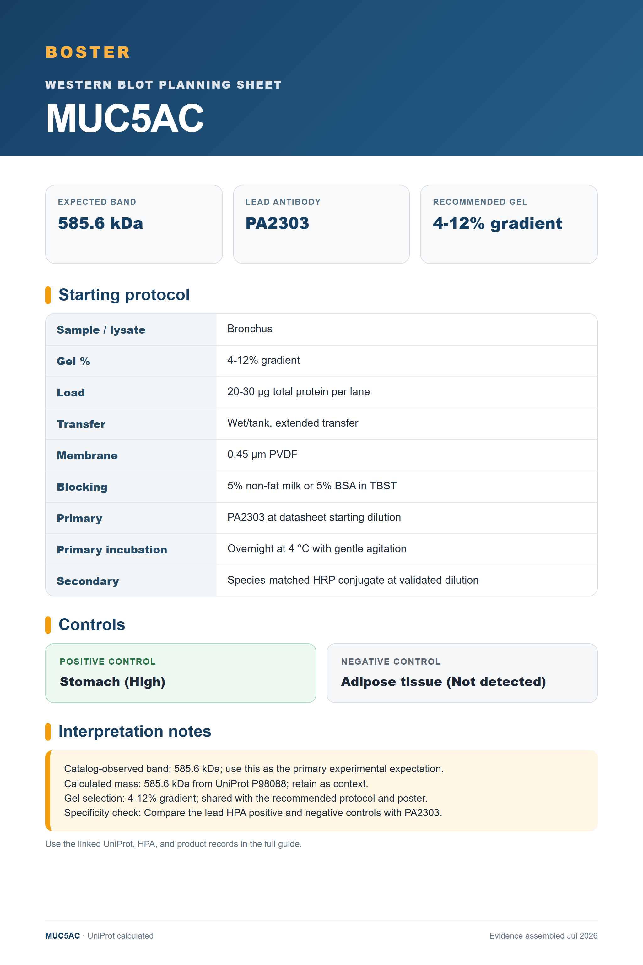 Western blot protocol sheet for MUC5AC (MUC5AC): expected band 585.6 kDa, antibody PA2303, and guide-derived SDS-PAGE protocol steps