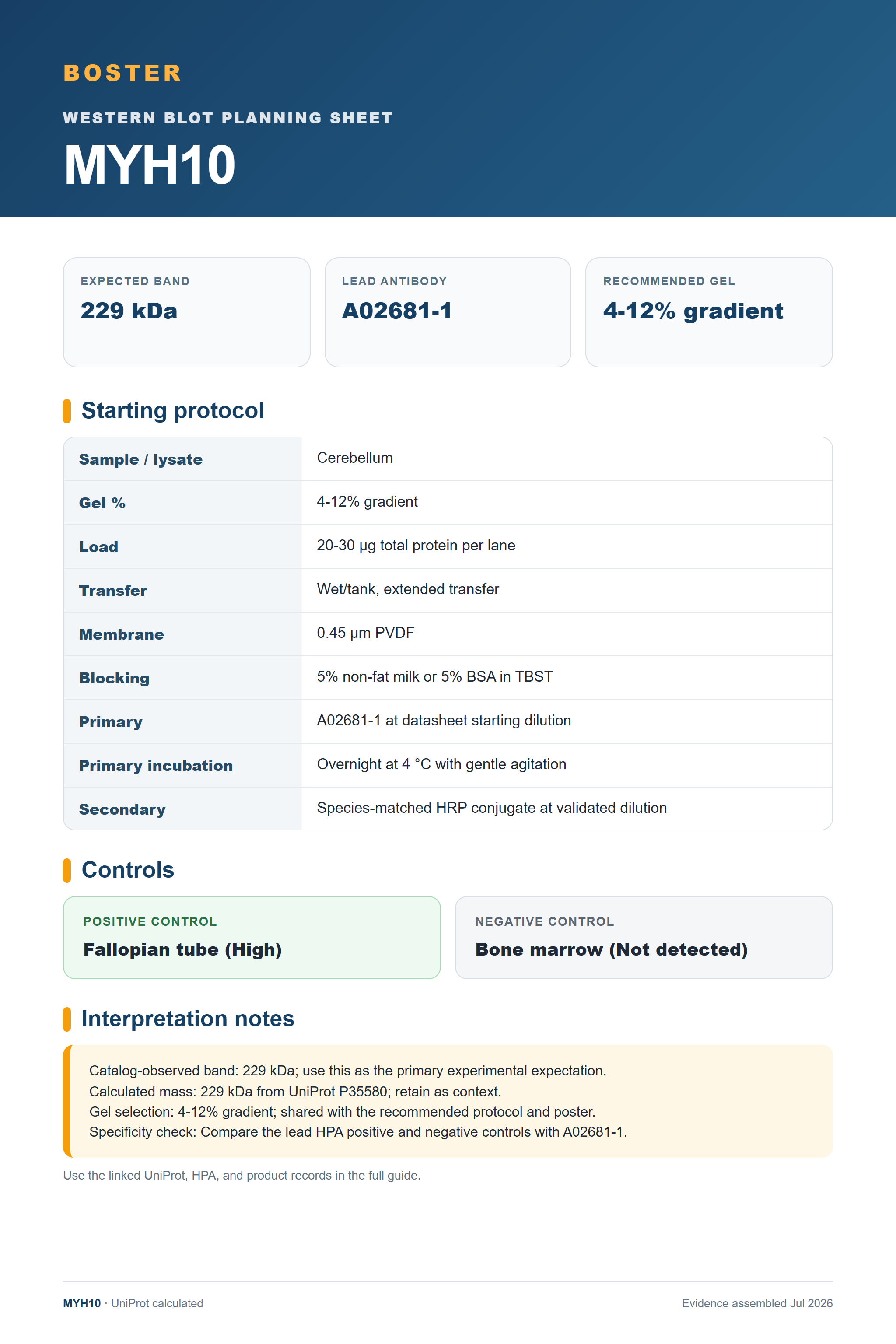 Western blot protocol sheet for MYH10 (MYH10): expected band 229 kDa, antibody A02681-1, and guide-derived SDS-PAGE protocol steps