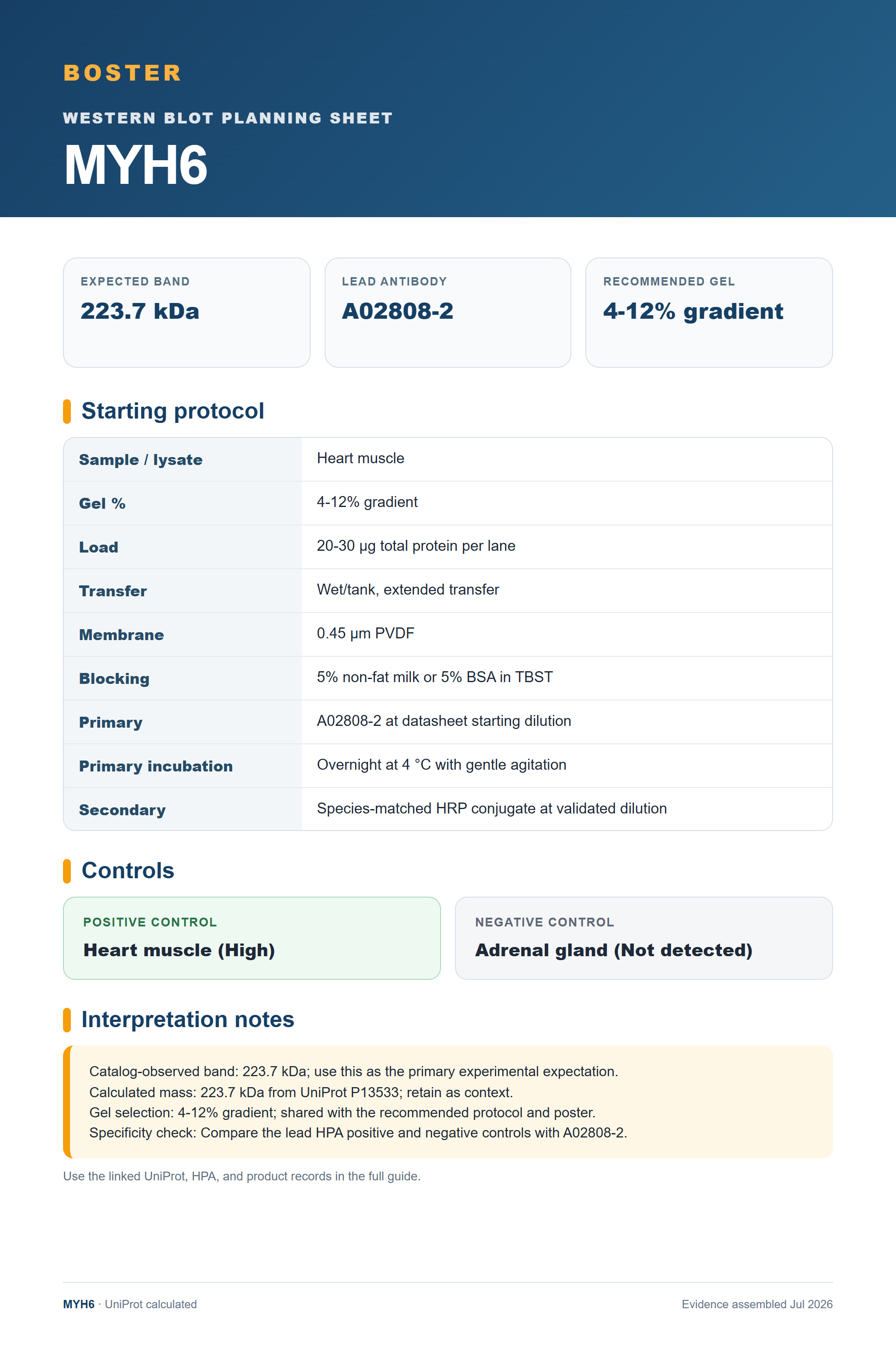 Western blot protocol sheet for MYH6 (MYH6): expected band 223.7 kDa, antibody A02808-2, and guide-derived SDS-PAGE protocol steps