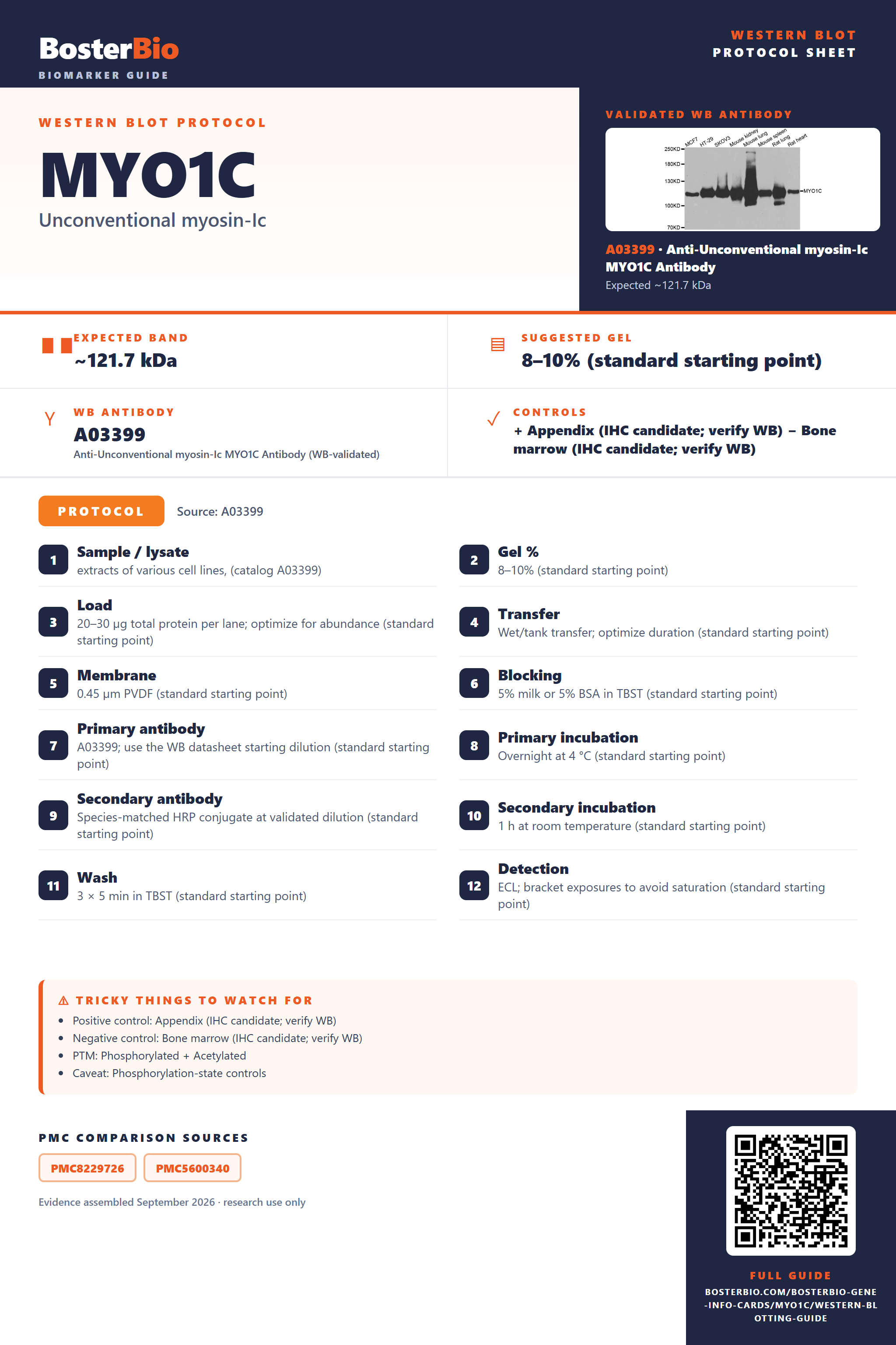 Western blot protocol sheet for MYO1C: expected band ~121.7 kDa, hero antibody A03399, catalog values and labelled standard workflow; separate PMC comparisons on the guide