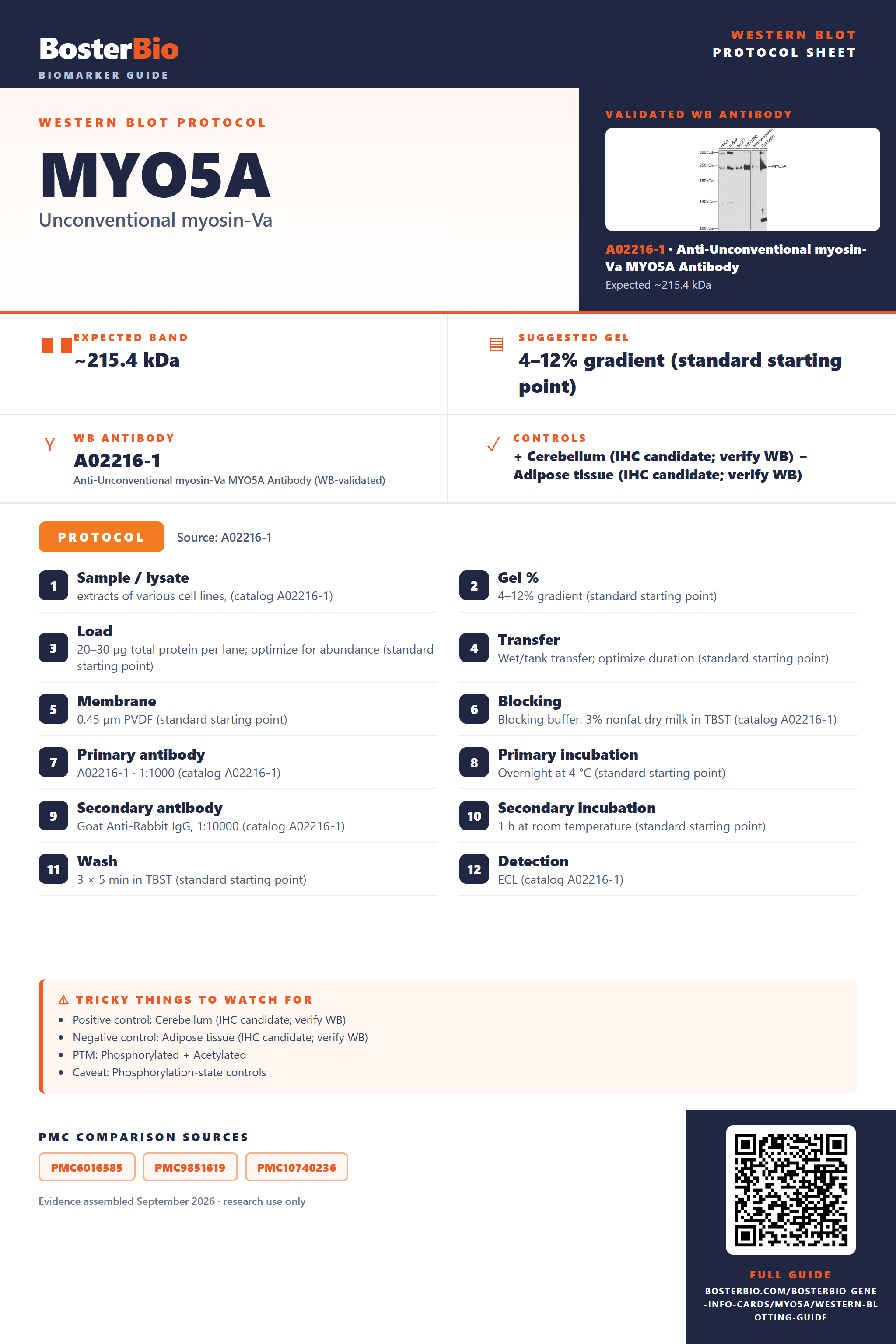 Western blot protocol sheet for MYO5A: expected band ~215.4 kDa, hero antibody A02216-1, catalog values and labelled standard workflow; separate PMC comparisons on the guide