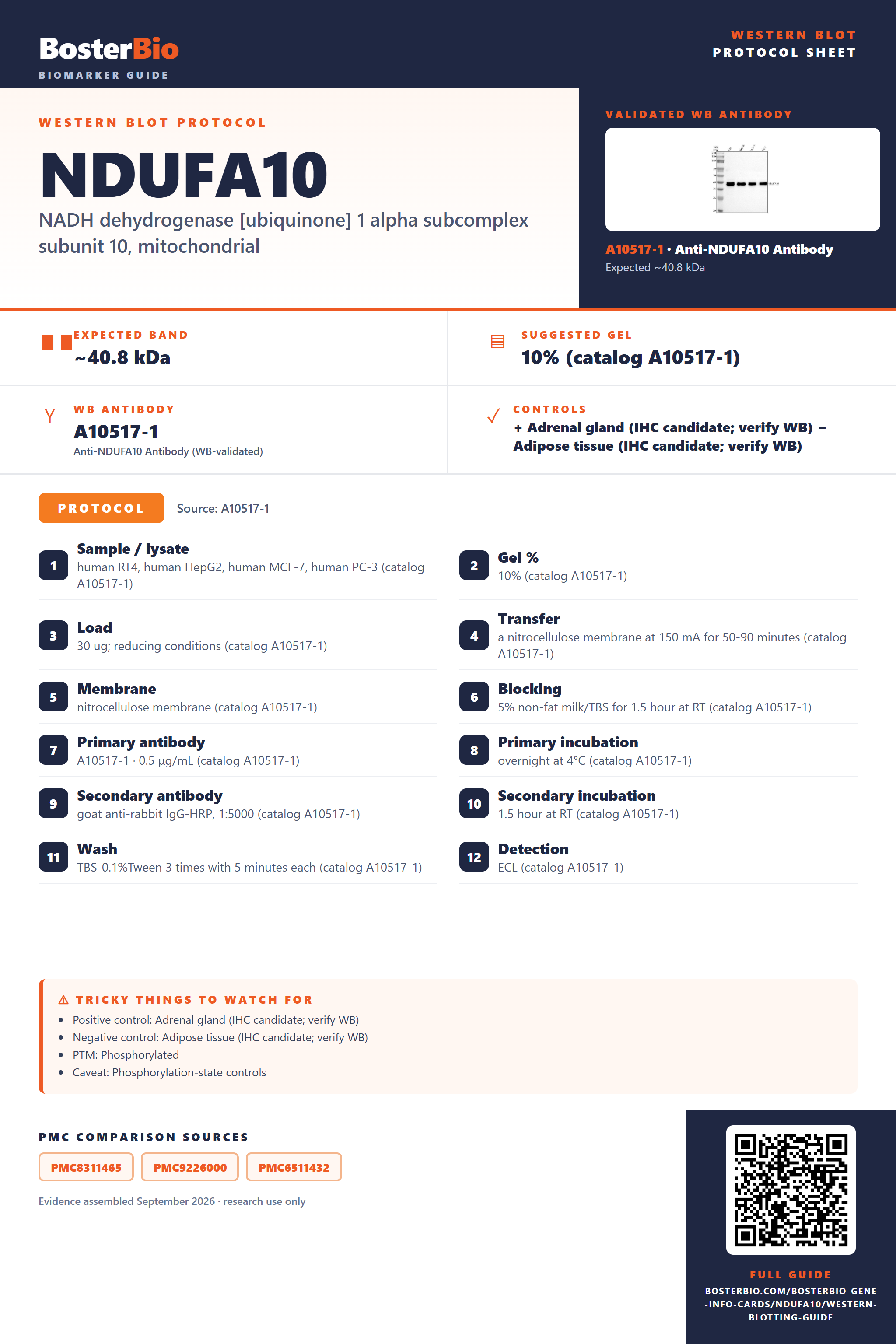 Western blot protocol sheet for NDUFA10: expected band ~40.8 kDa, hero antibody A10517-1, catalog values and labelled standard workflow; separate PMC comparisons on the guide