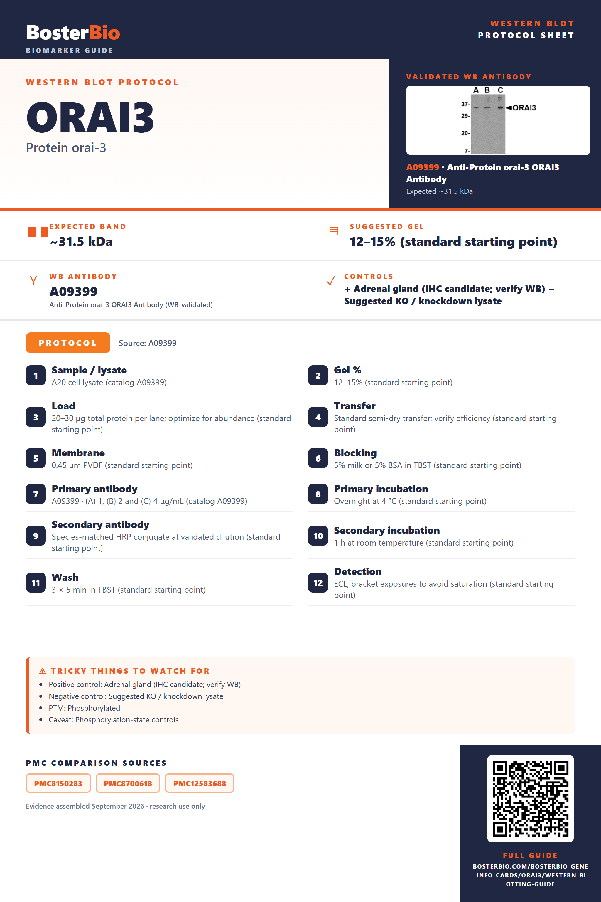 Western blot protocol sheet for ORAI3: expected band ~31.5 kDa, hero antibody A09399, catalog values and labelled standard workflow; separate PMC comparisons on the guide
