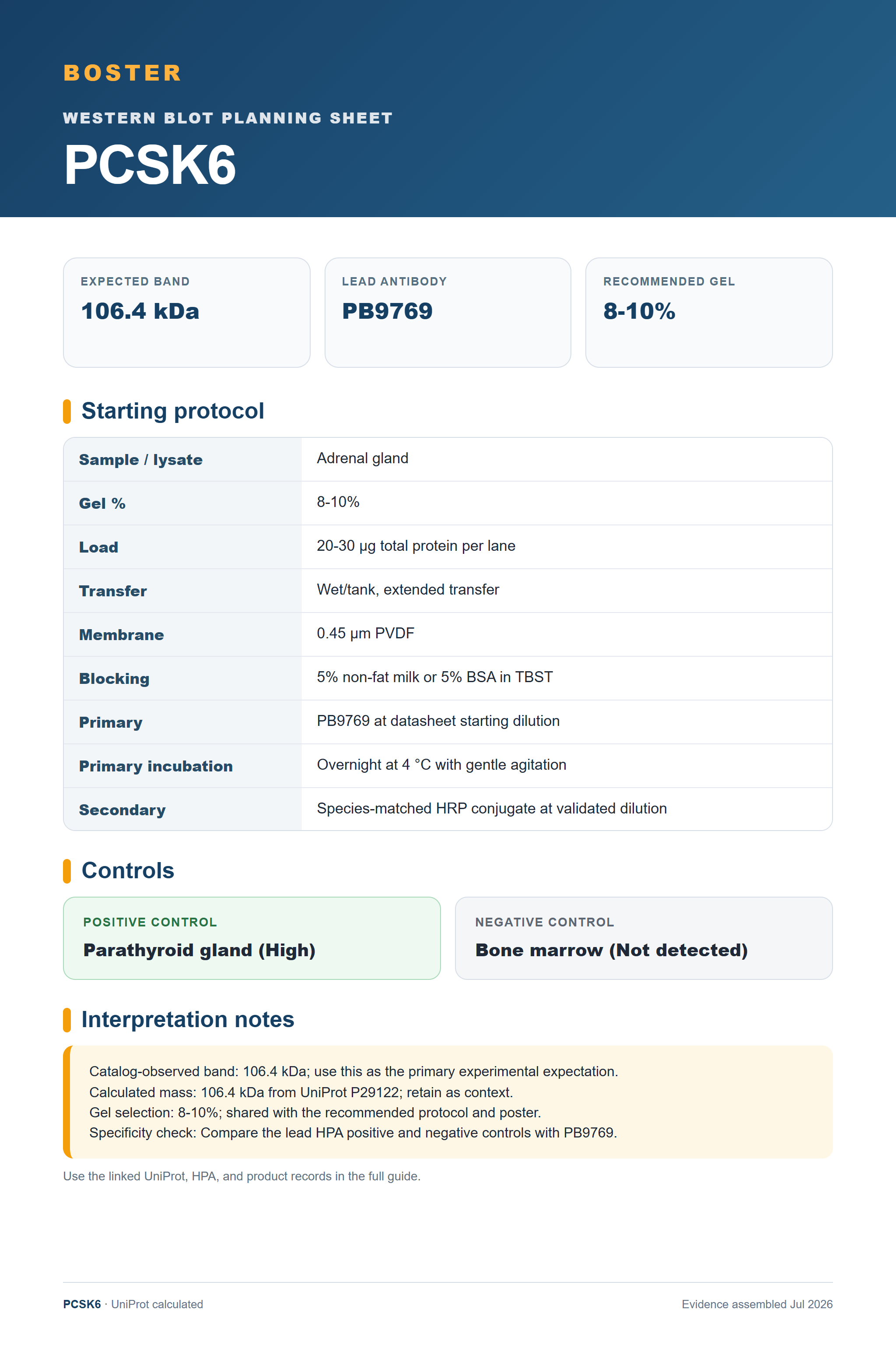 Western blot protocol sheet for PCSK6 (PCSK6): expected band 106.4 kDa, antibody PB9769, and guide-derived SDS-PAGE protocol steps