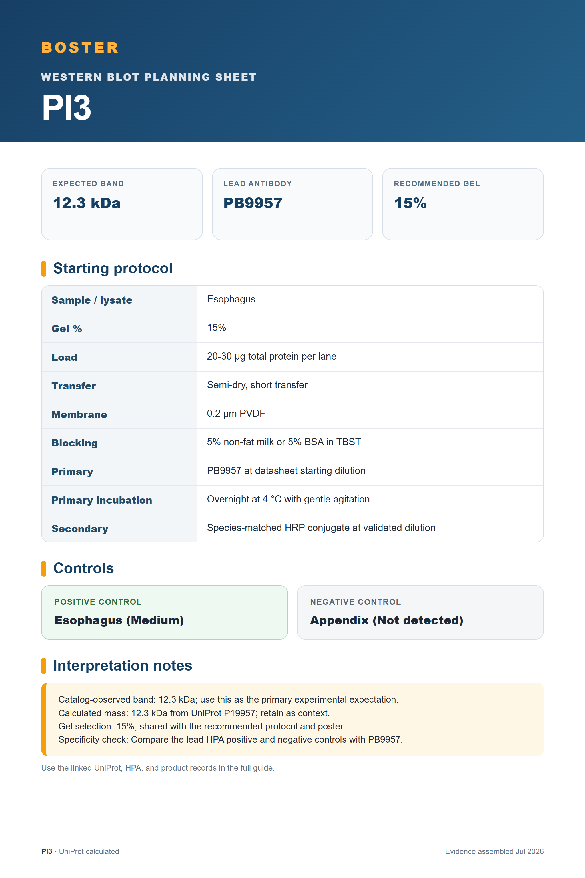 Western blot protocol sheet for PI3 (PI3): expected band 12.3 kDa, antibody PB9957, and guide-derived SDS-PAGE protocol steps