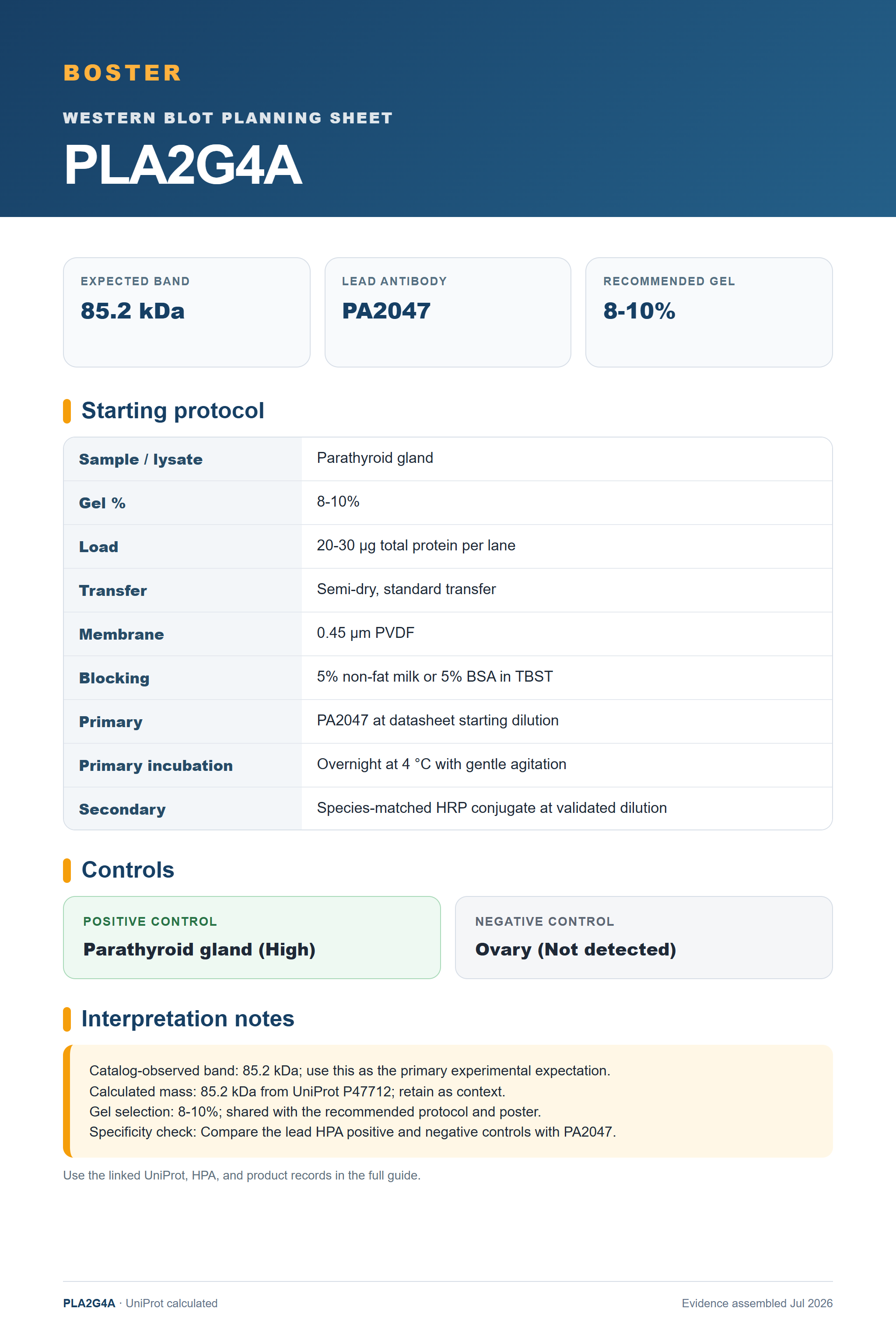 Western blot protocol sheet for PLA2G4A (PLA2G4A): expected band 85.2 kDa, antibody PA2047, and guide-derived SDS-PAGE protocol steps