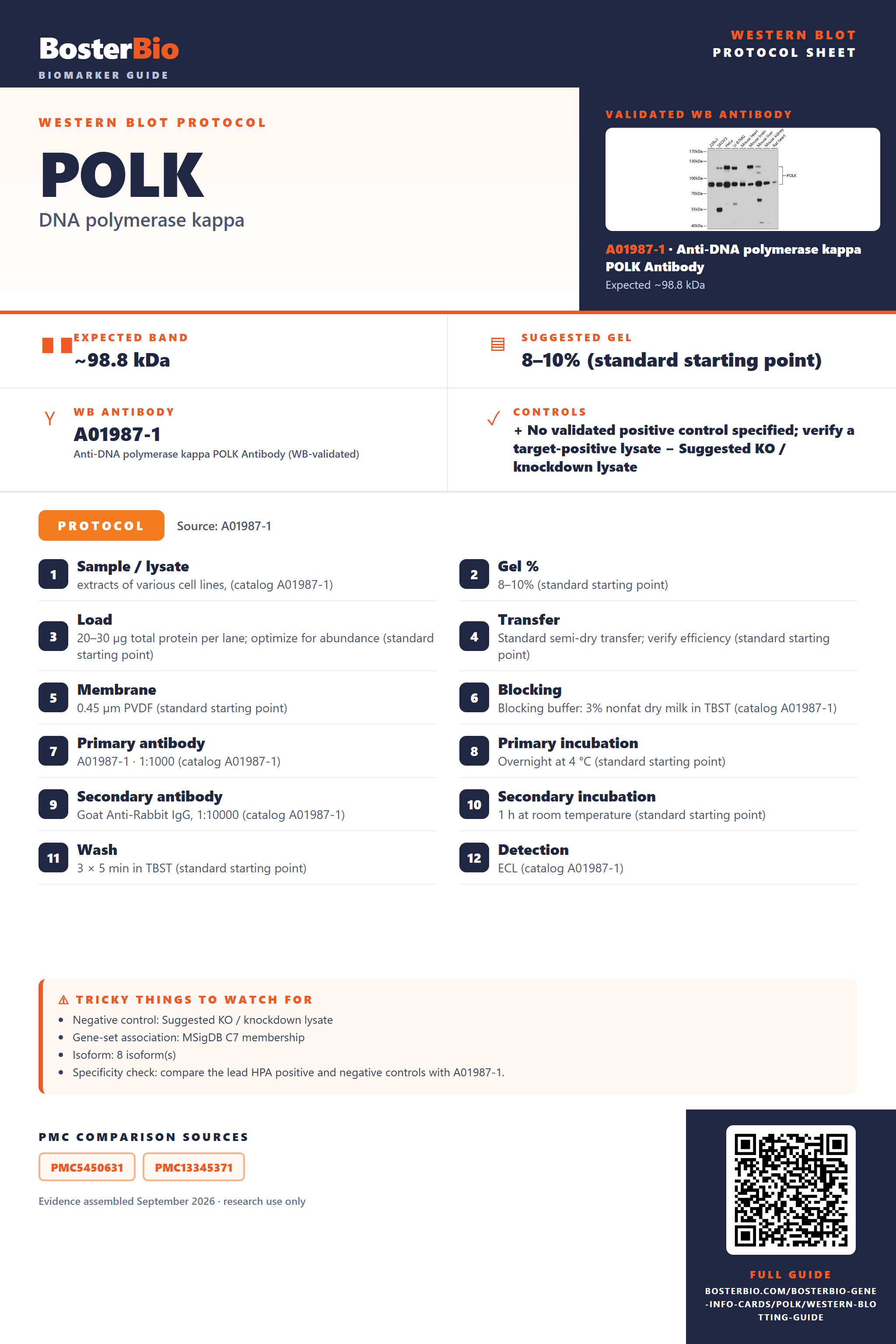 Western blot protocol sheet for POLK: expected band ~98.8 kDa, hero antibody A01987-1, catalog values and labelled standard workflow; separate PMC comparisons on the guide