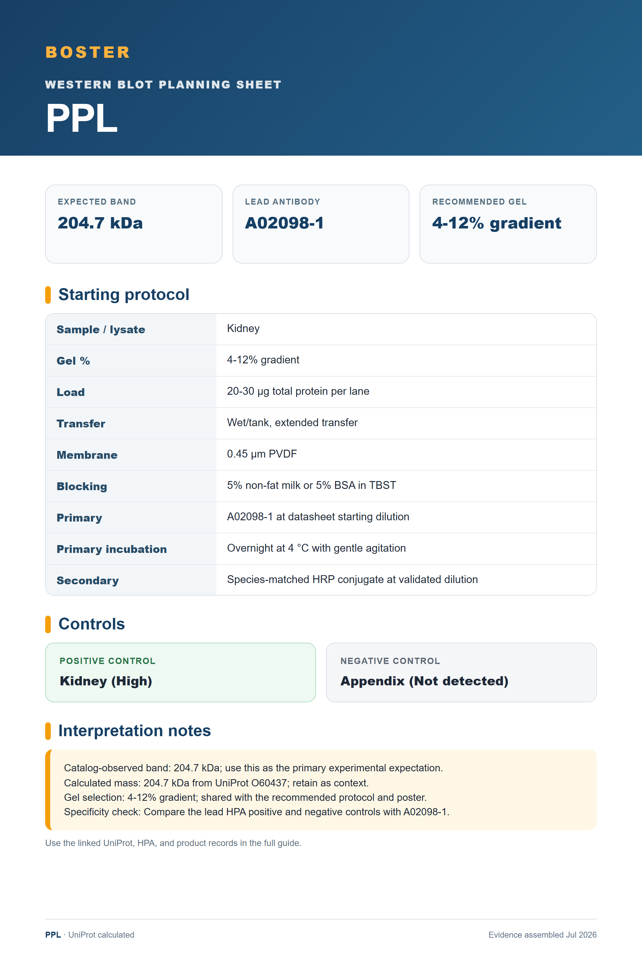 Western blot protocol sheet for PPL (PPL): expected band 204.7 kDa, antibody A02098-1, and guide-derived SDS-PAGE protocol steps