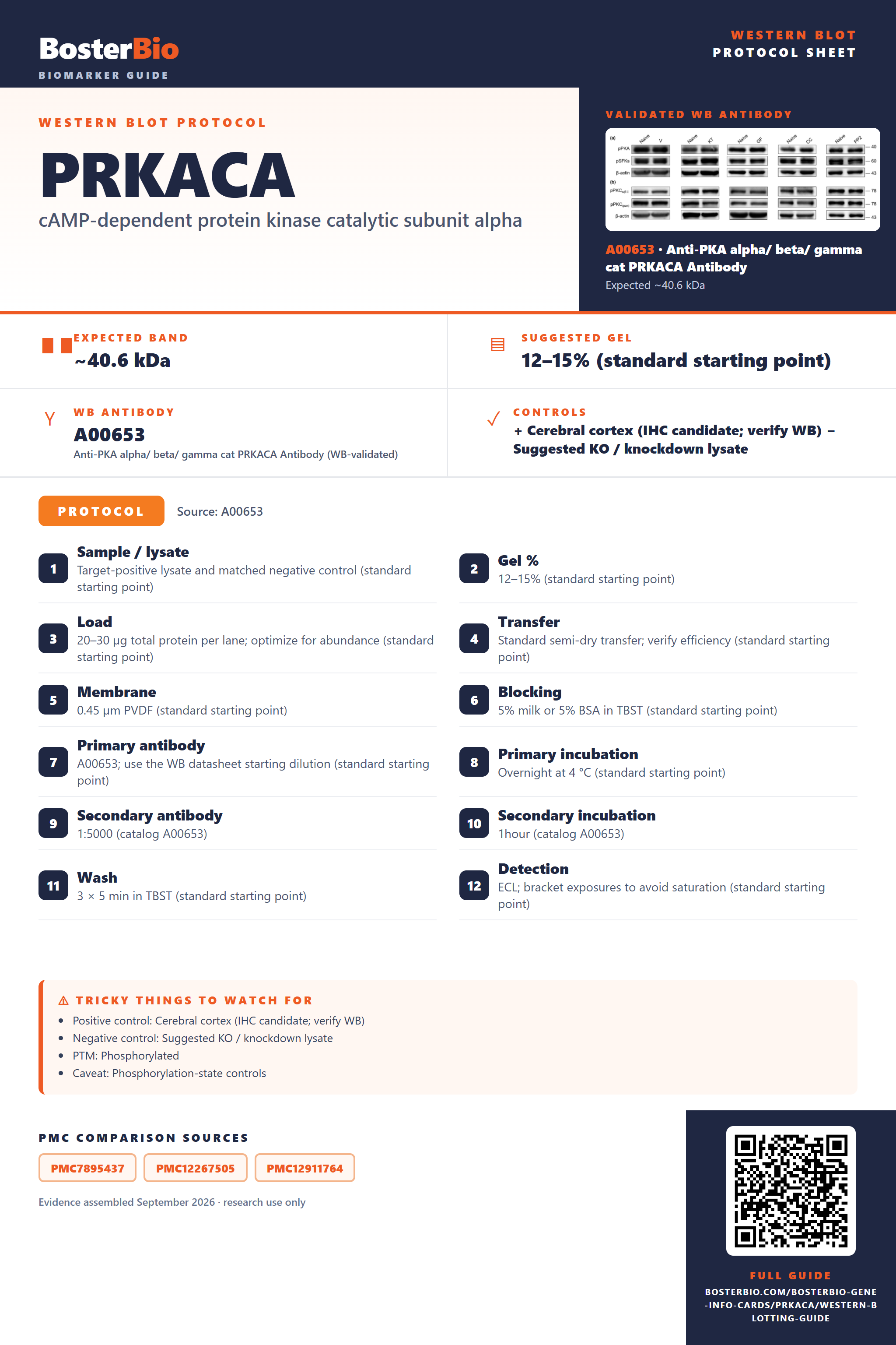 Western blot protocol sheet for PRKACA: expected band ~40.6 kDa, hero antibody A00653, catalog values and labelled standard workflow; separate PMC comparisons on the guide