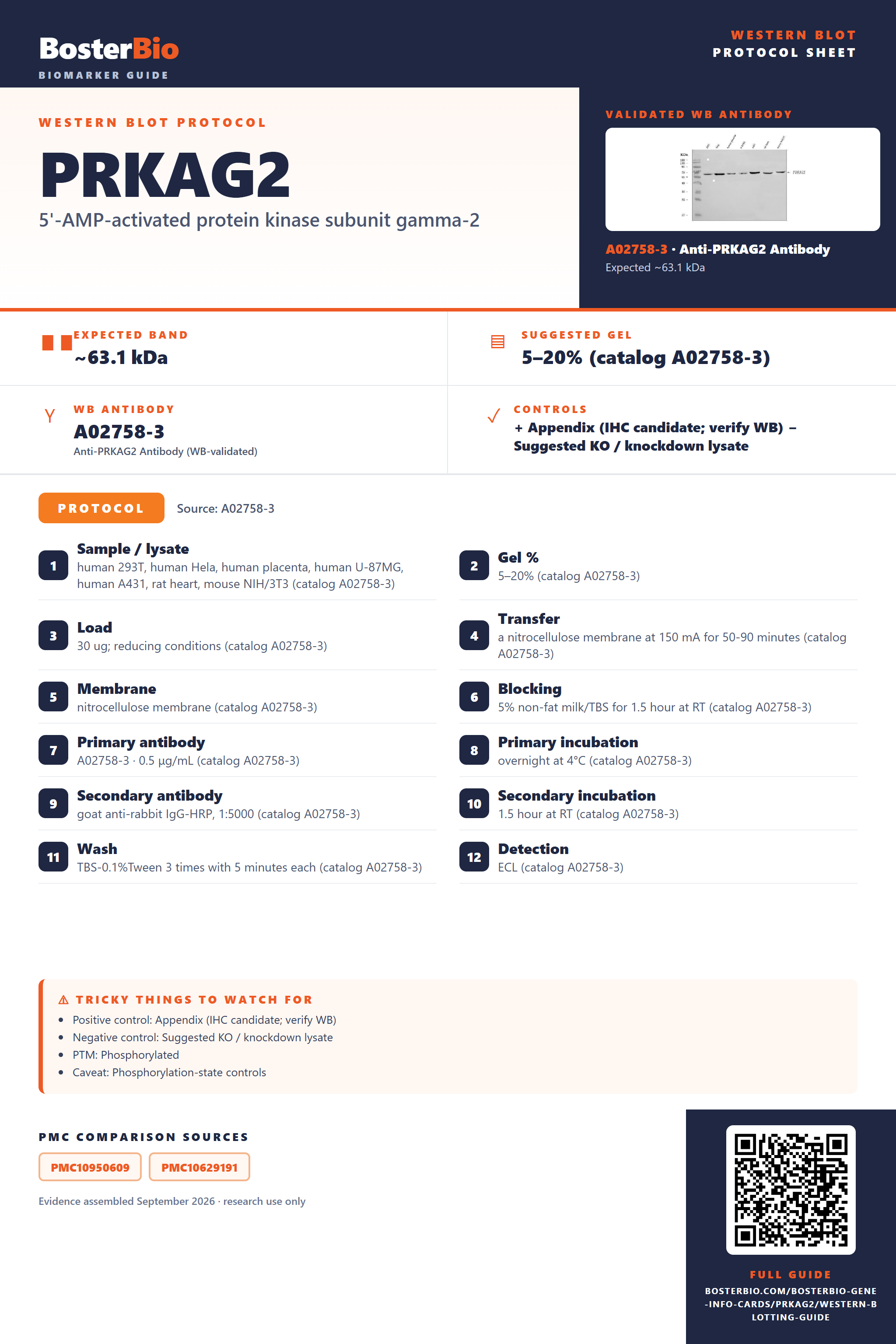 Western blot protocol sheet for PRKAG2: expected band ~63.1 kDa, hero antibody A02758-3, catalog values and labelled standard workflow; separate PMC comparisons on the guide