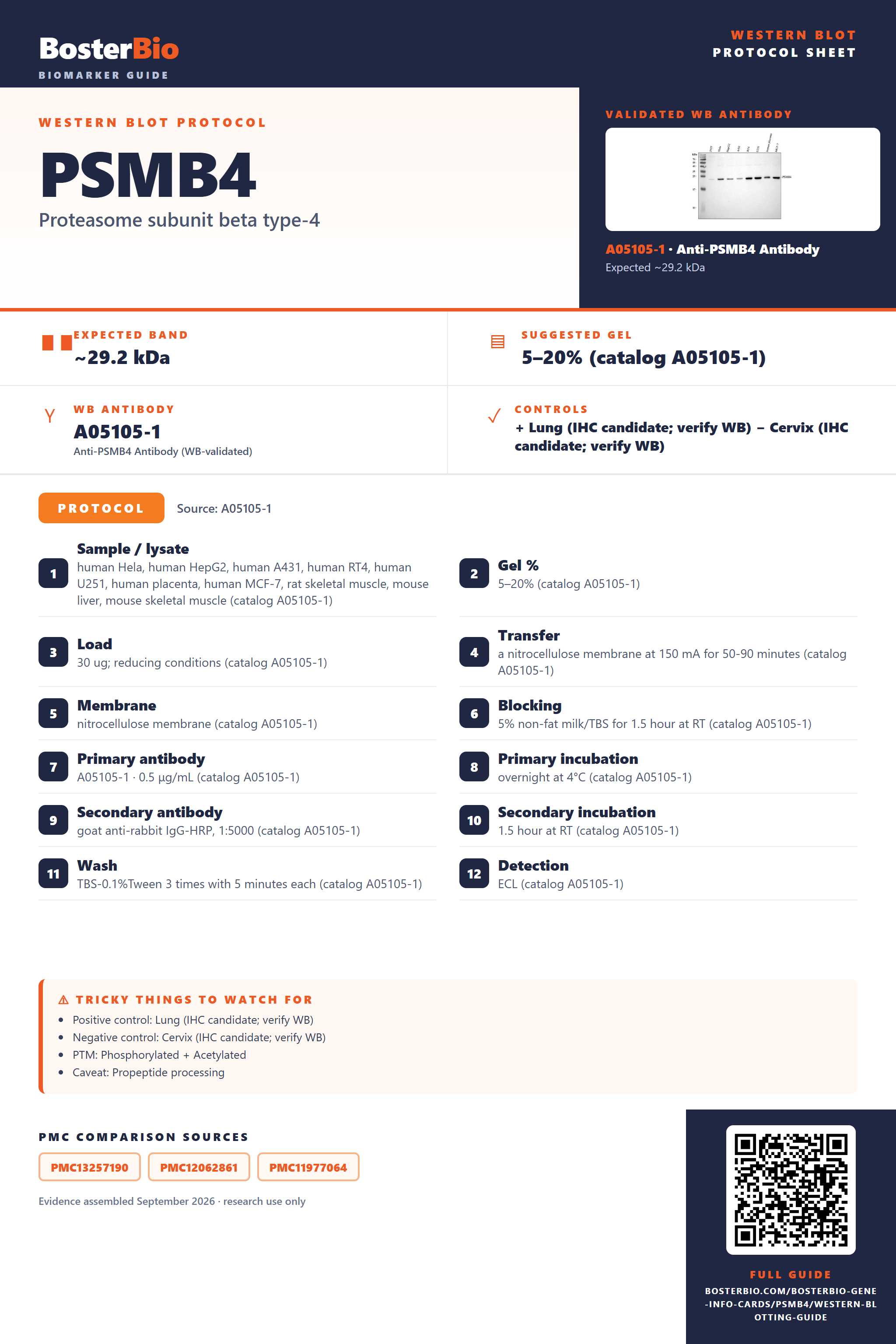 Western blot protocol sheet for PSMB4: expected band ~29.2 kDa, hero antibody A05105-1, catalog values and labelled standard workflow; separate PMC comparisons on the guide