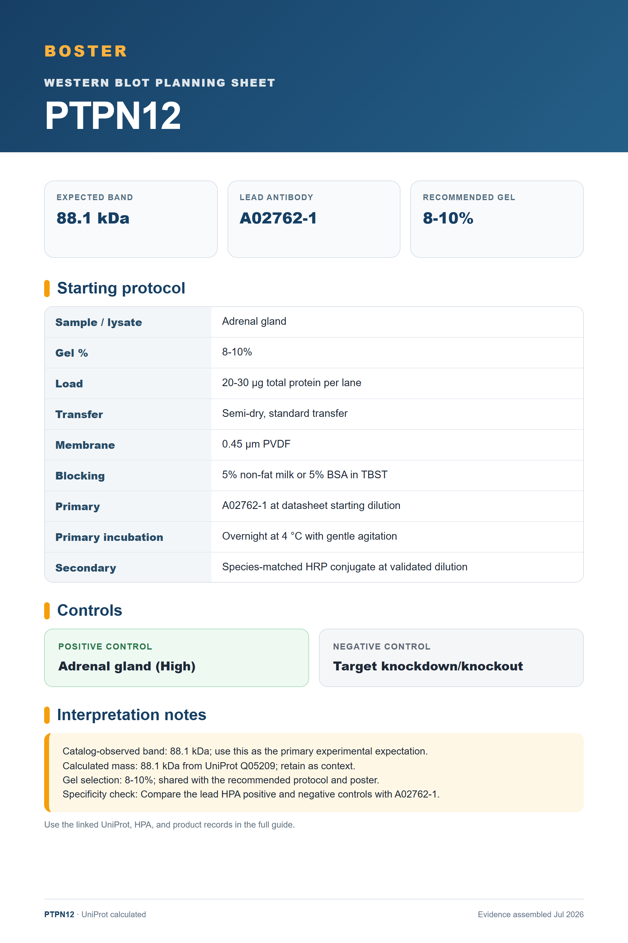Western blot protocol sheet for PTPN12 (PTPN12): expected band 88.1 kDa, antibody A02762-1, and guide-derived SDS-PAGE protocol steps