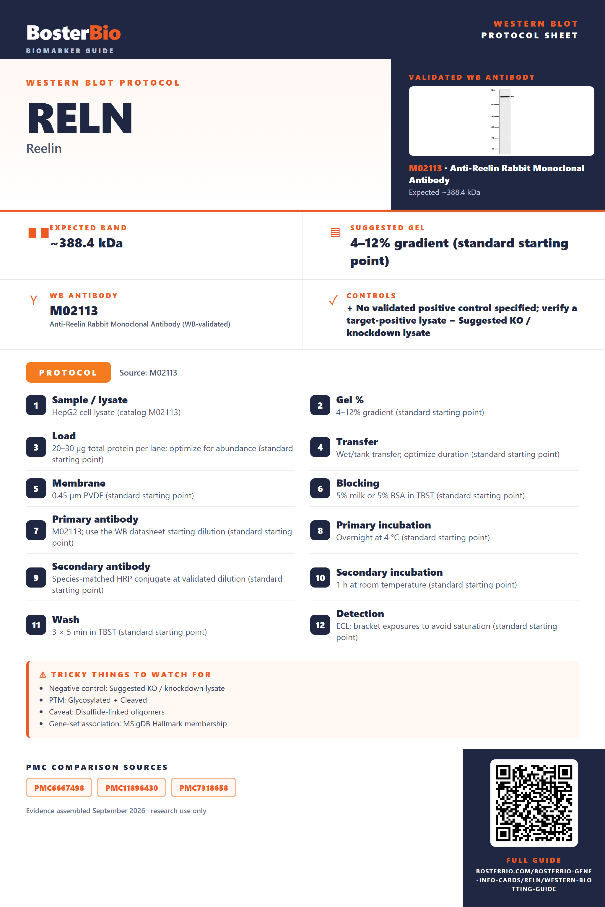Western blot protocol sheet for RELN: expected band ~388.4 kDa, hero antibody M02113, catalog values and labelled standard workflow; separate PMC comparisons on the guide