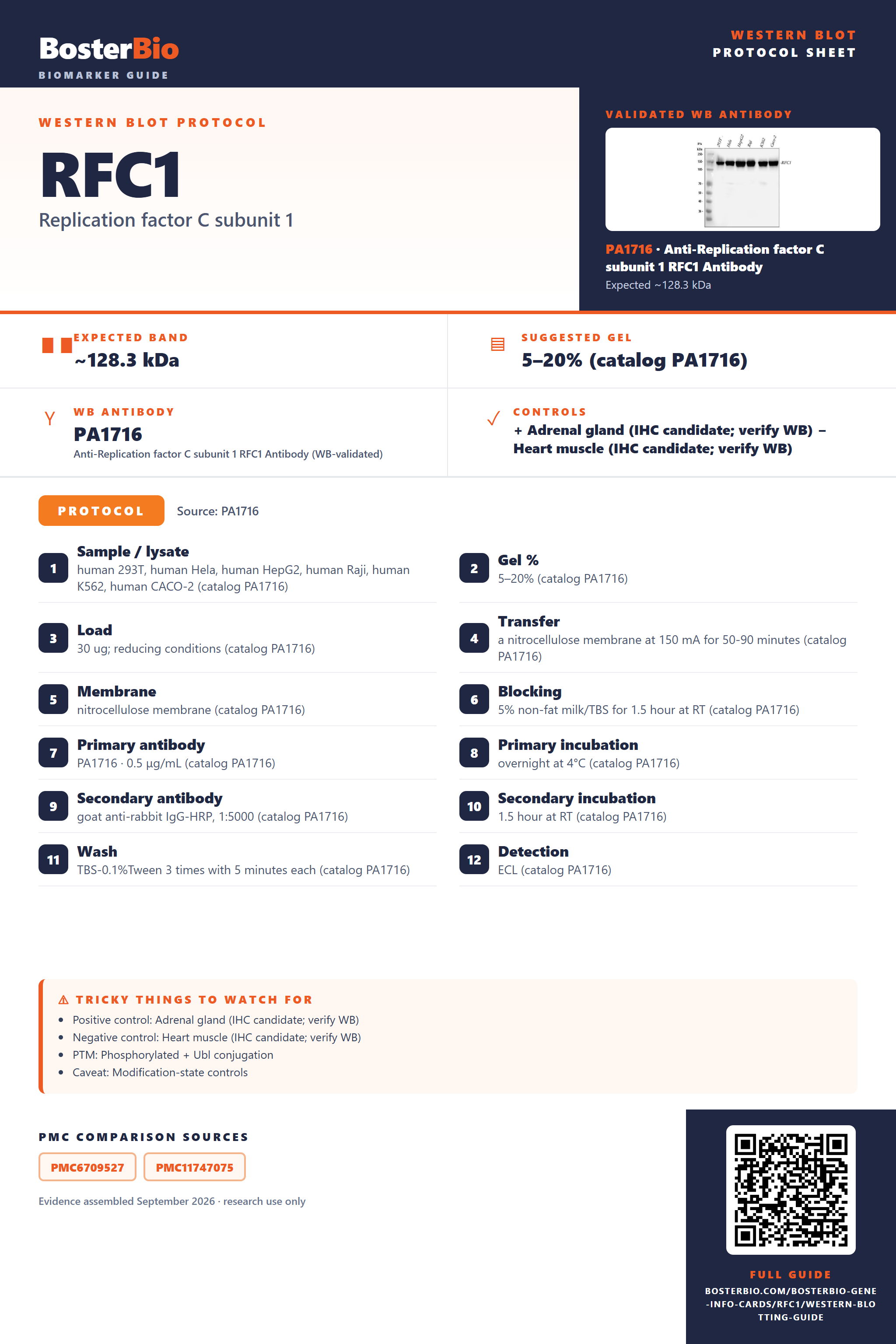 Western blot protocol sheet for RFC1: expected band ~128.3 kDa, hero antibody PA1716, catalog values and labelled standard workflow; separate PMC comparisons on the guide