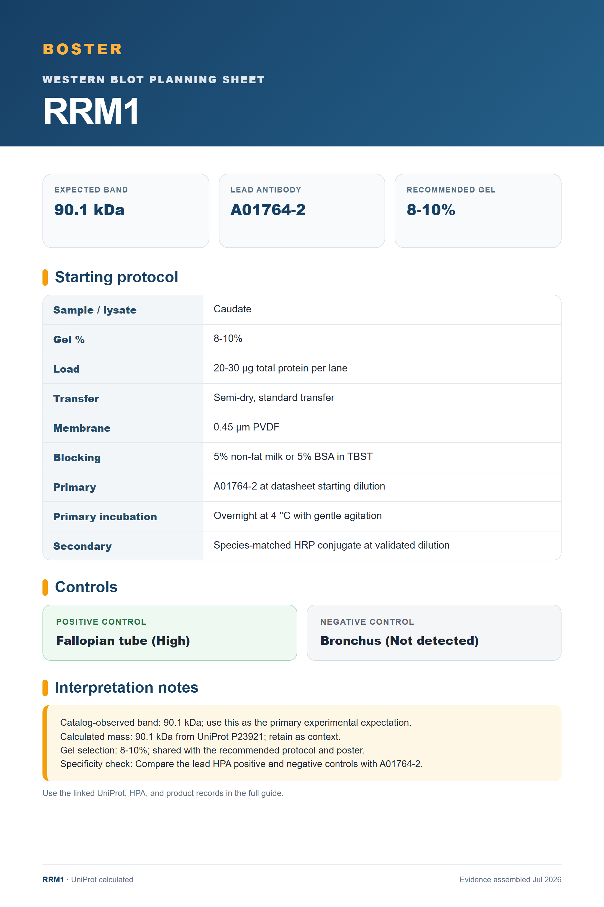 Western blot protocol sheet for RRM1 (RRM1): expected band 90.1 kDa, antibody A01764-2, and guide-derived SDS-PAGE protocol steps