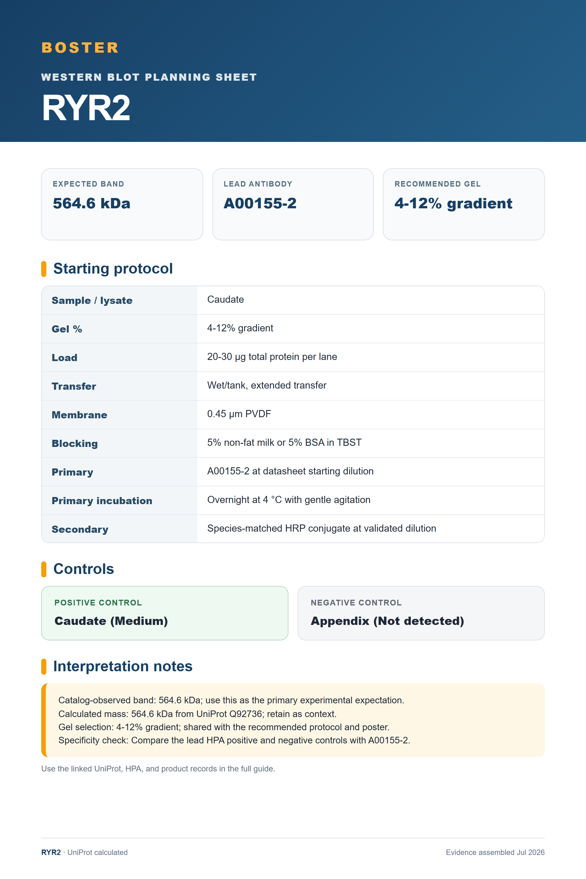 Western blot protocol sheet for RYR2 (RYR2): expected band 564.6 kDa, antibody A00155-2, and guide-derived SDS-PAGE protocol steps