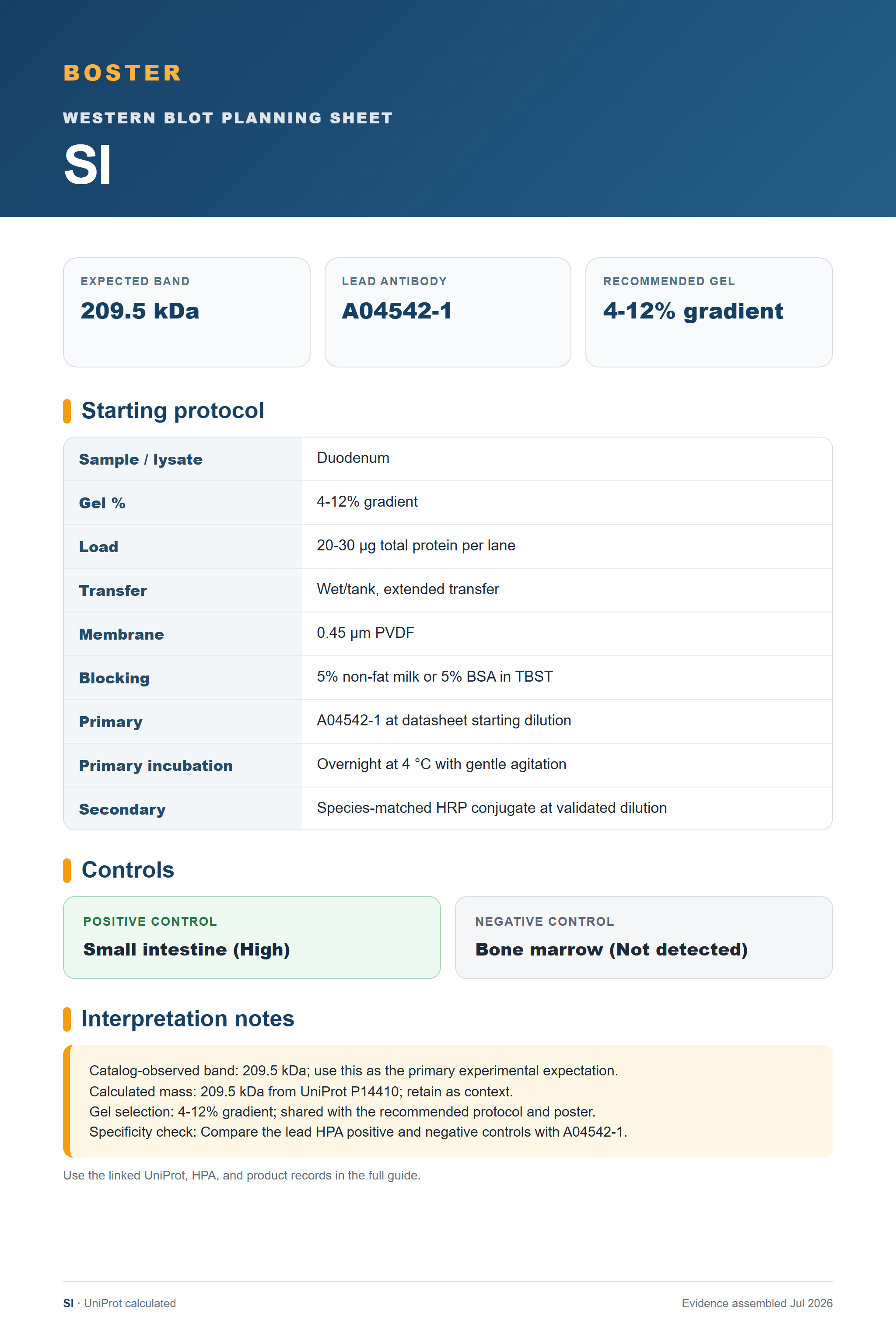 Western blot protocol sheet for SI (SI): expected band 209.5 kDa, antibody A04542-1, and guide-derived SDS-PAGE protocol steps