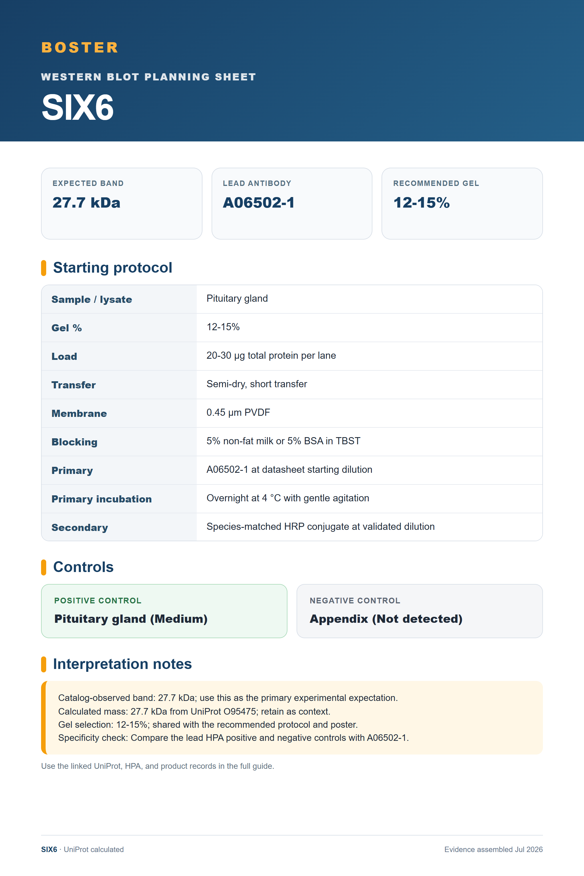 Western blot protocol sheet for SIX6 (SIX6): expected band 27.7 kDa, antibody A06502-1, and guide-derived SDS-PAGE protocol steps