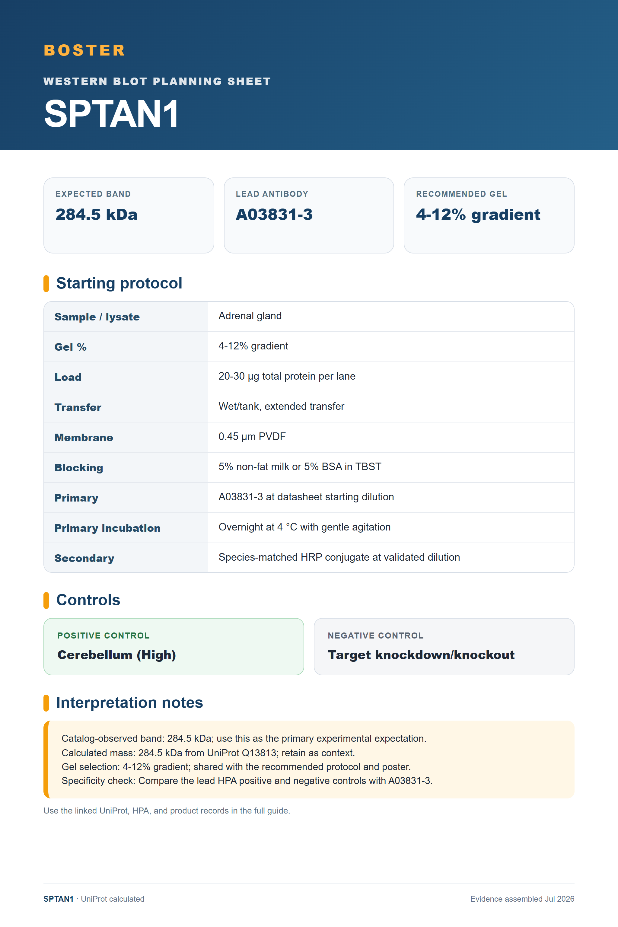 Western blot protocol sheet for SPTAN1 (SPTAN1): expected band 284.5 kDa, antibody A03831-3, and guide-derived SDS-PAGE protocol steps