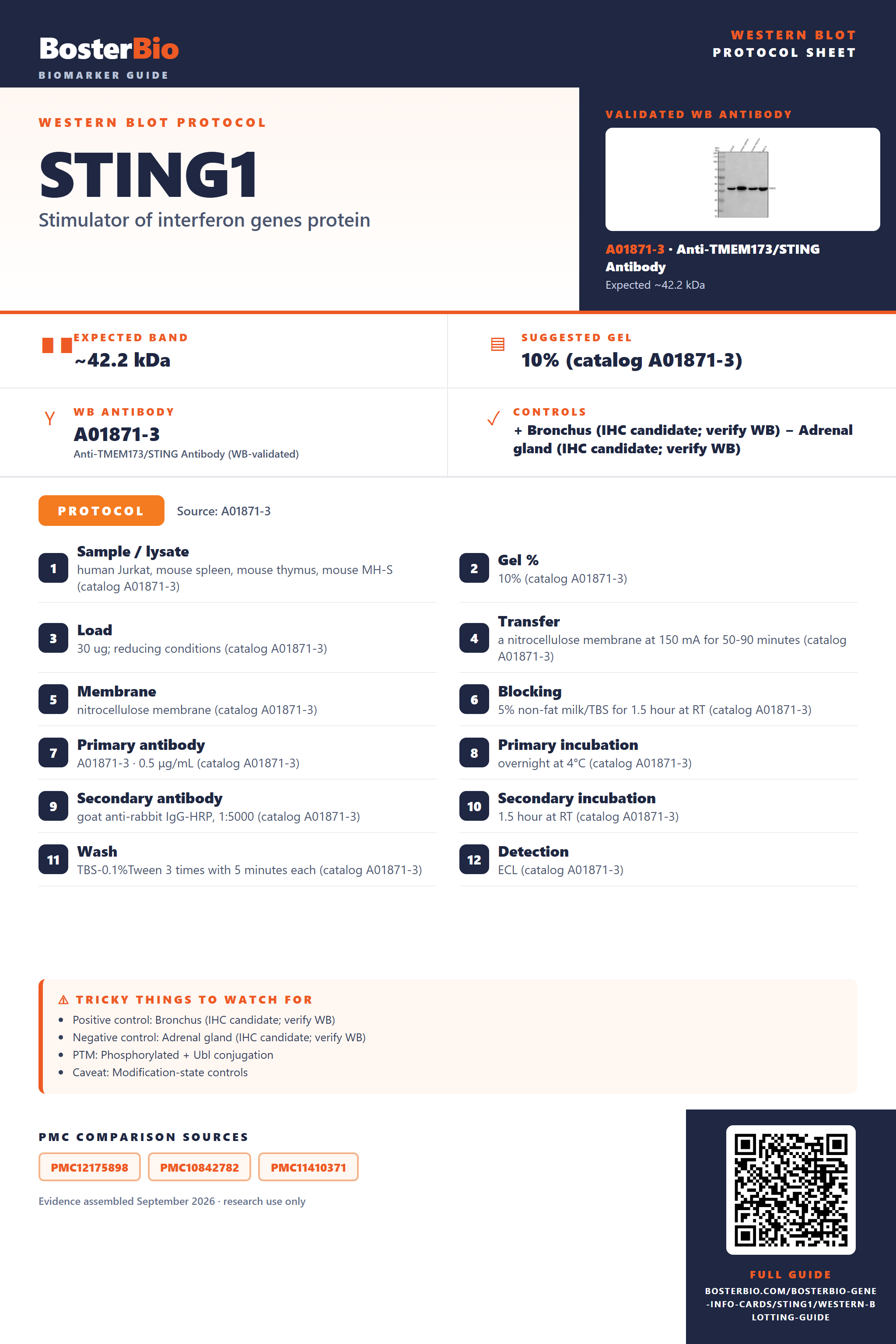 Western blot protocol sheet for STING1: expected band ~42.2 kDa, hero antibody A01871-3, catalog values and labelled standard workflow; separate PMC comparisons on the guide