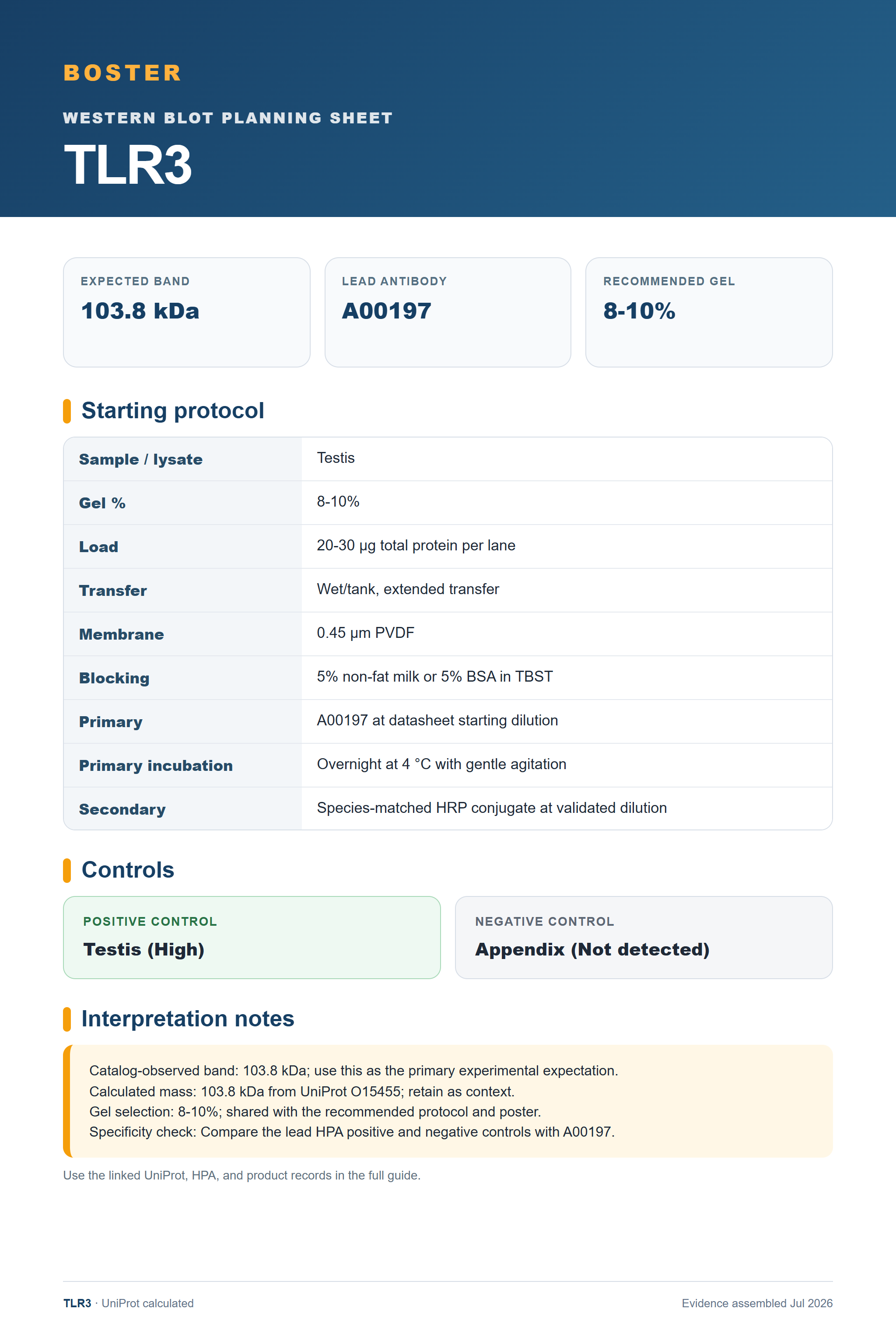 Western blot protocol sheet for TLR3 (TLR3): expected band 103.8 kDa, antibody A00197, and guide-derived SDS-PAGE protocol steps