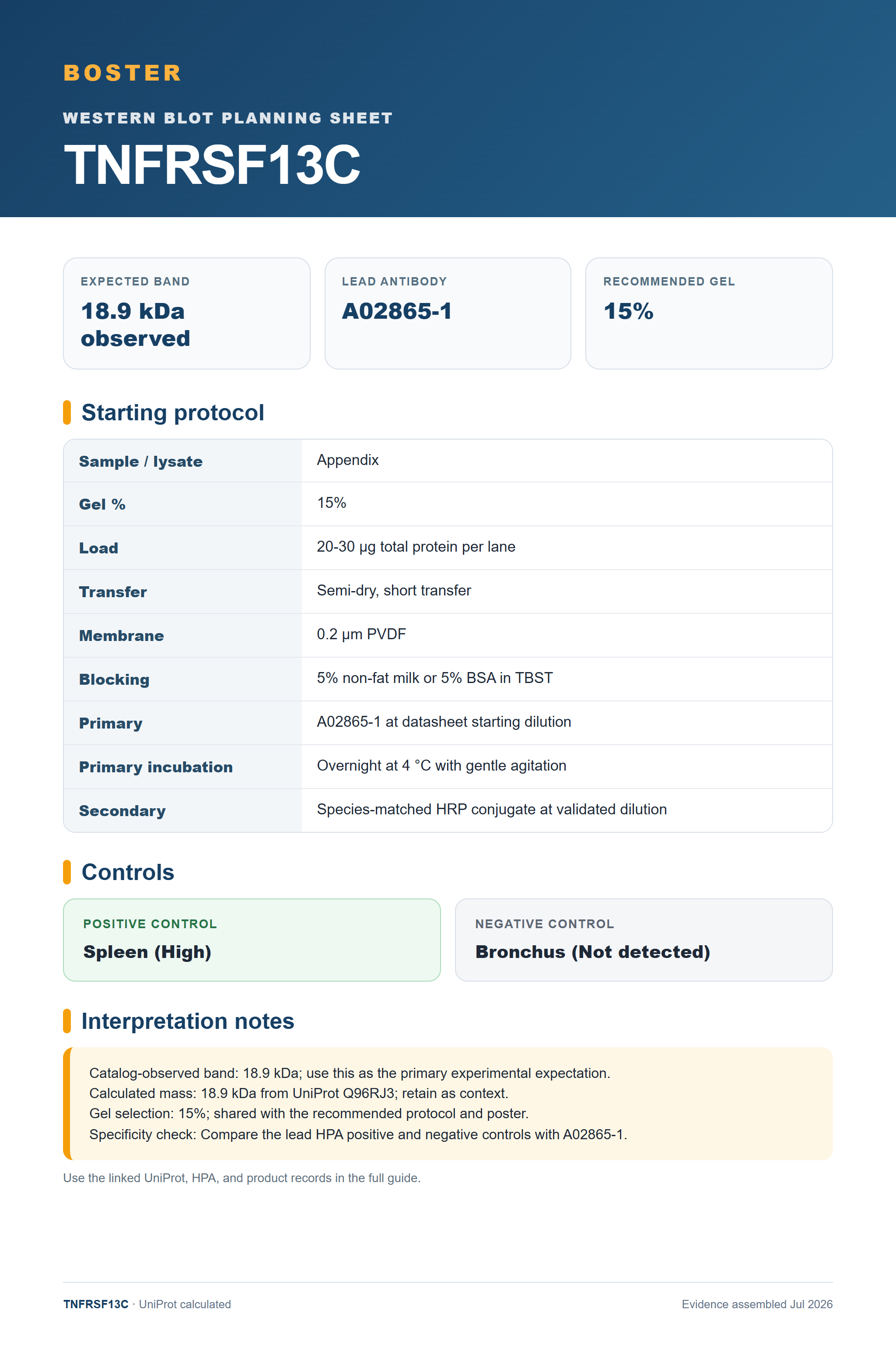 Western blot protocol sheet for TNFRSF13C (TNFRSF13C): expected band 18.9 kDa observed, antibody A02865-1, and guide-derived SDS-PAGE protocol steps