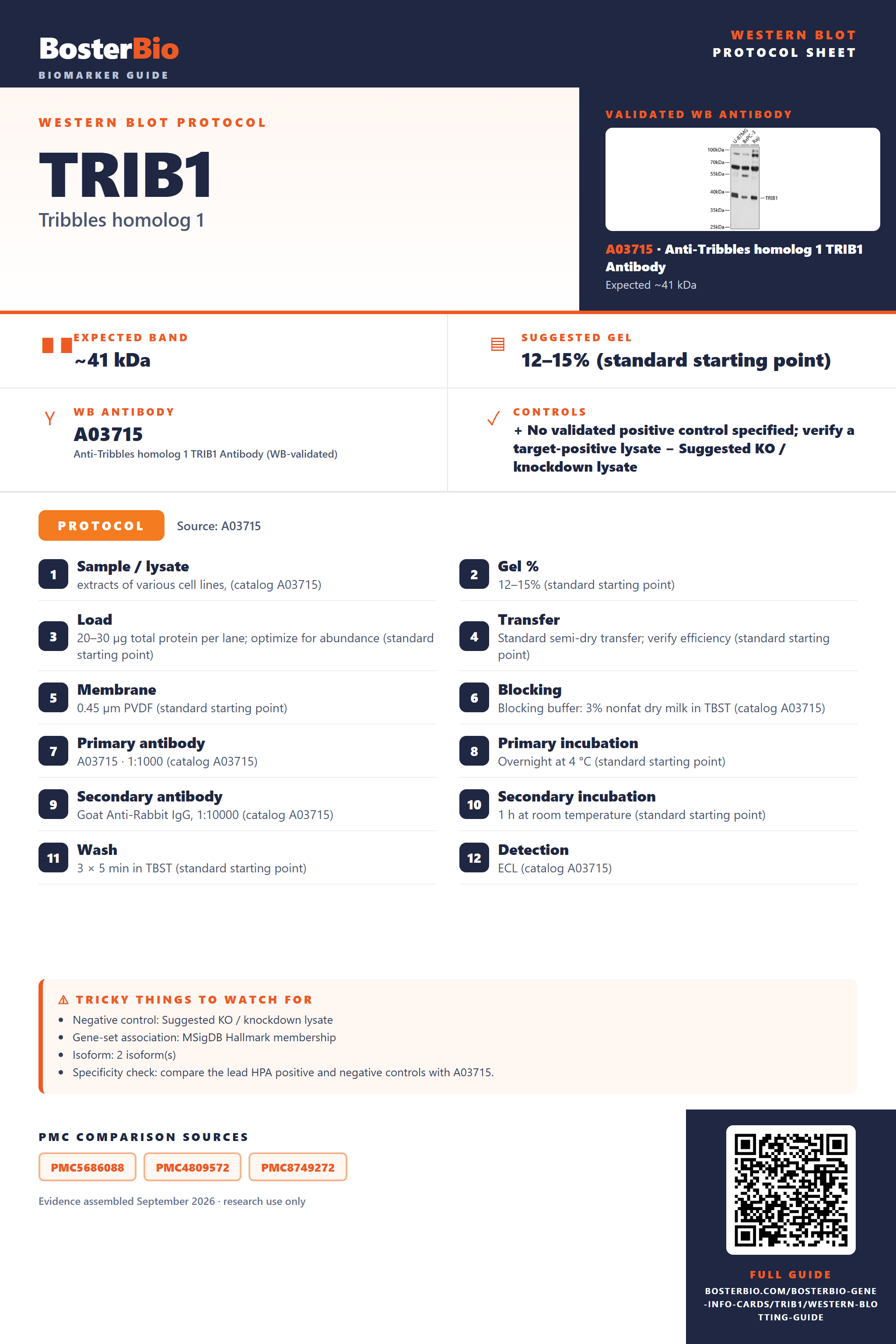 Western blot protocol sheet for TRIB1: expected band ~41 kDa, hero antibody A03715, catalog values and labelled standard workflow; separate PMC comparisons on the guide