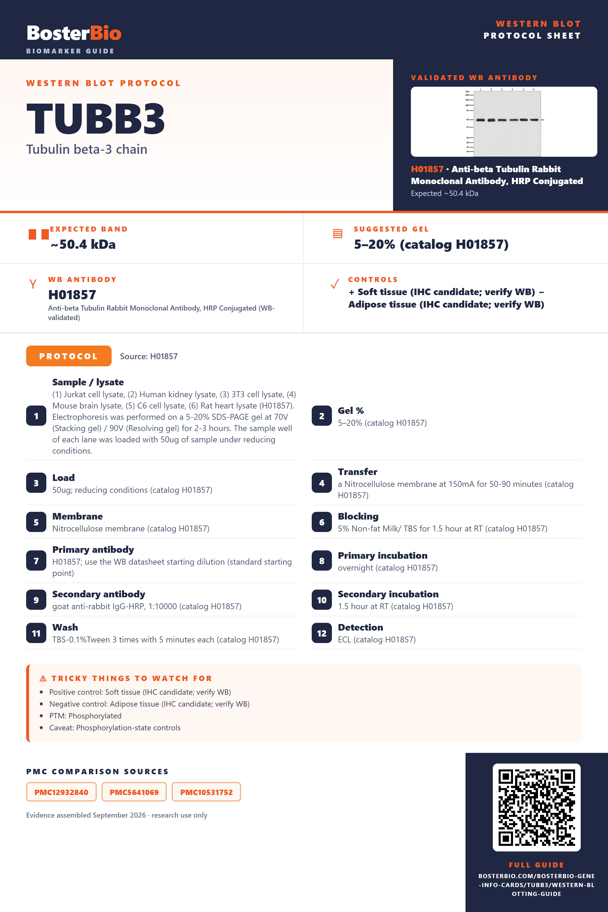 Western blot protocol sheet for TUBB3: expected band ~50.4 kDa, hero antibody H01857, catalog values and labelled standard workflow; separate PMC comparisons on the guide