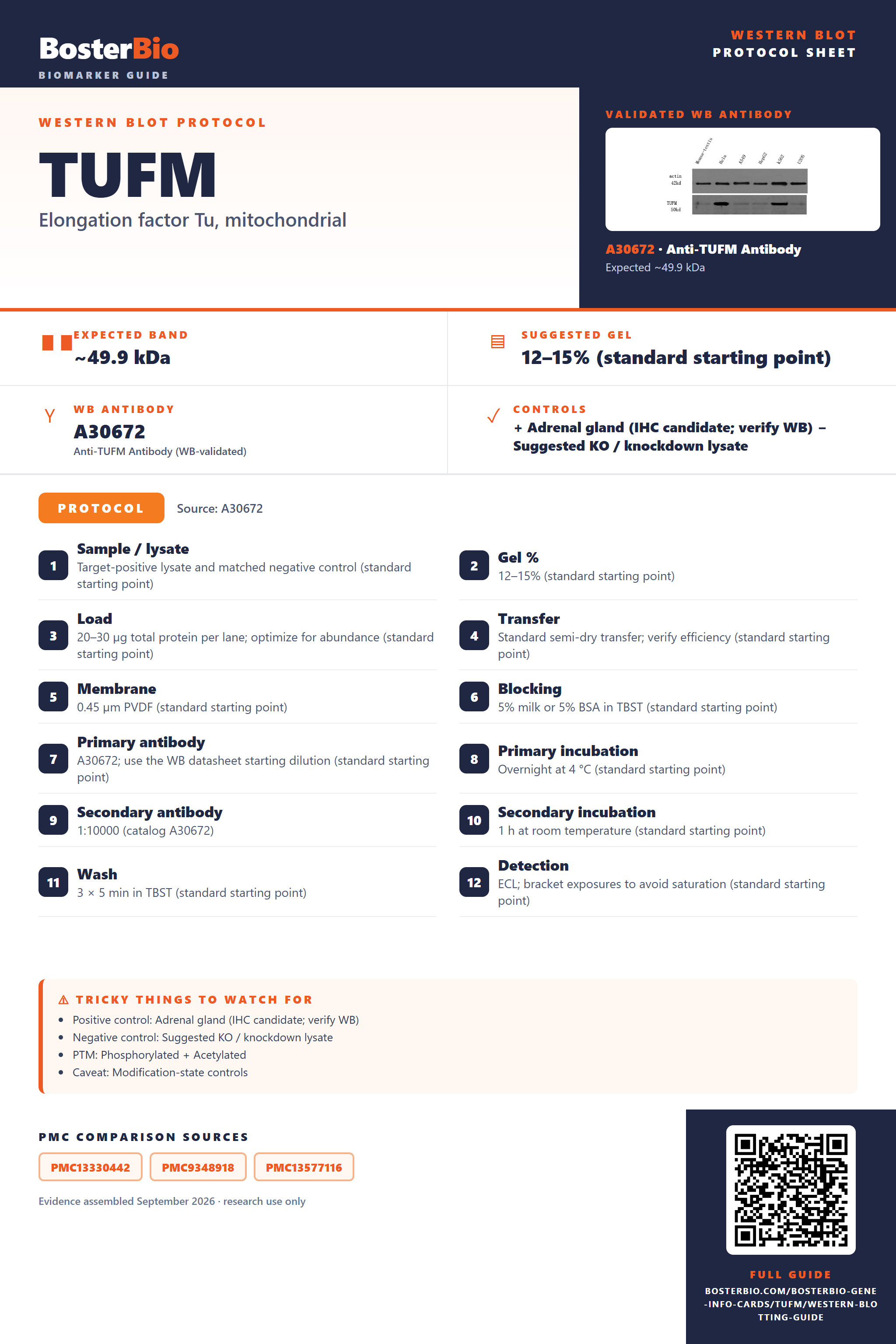 Western blot protocol sheet for TUFM: expected band ~49.9 kDa, hero antibody A30672, catalog values and labelled standard workflow; separate PMC comparisons on the guide