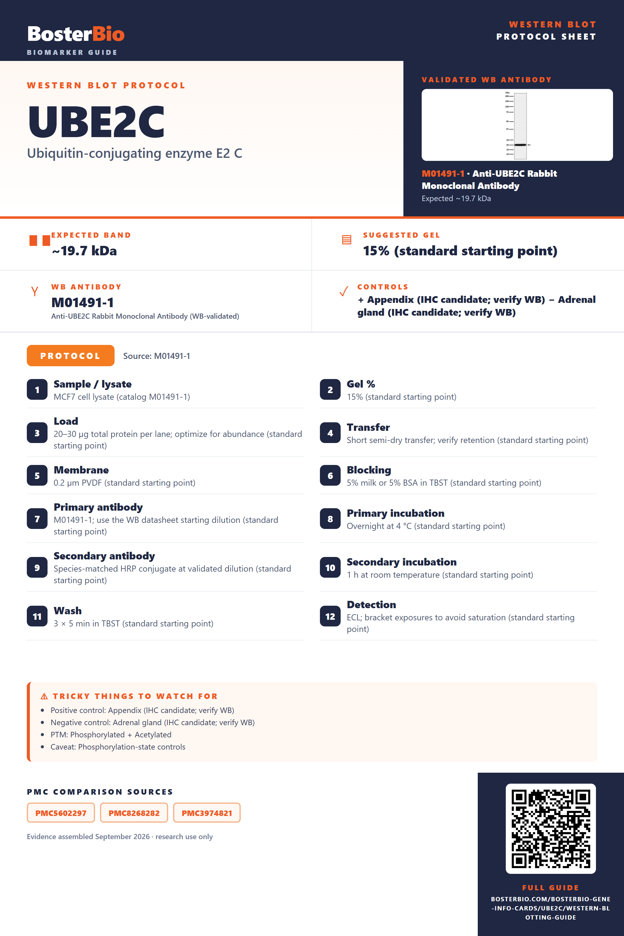 Western blot protocol sheet for UBE2C: expected band ~19.7 kDa, hero antibody M01491-1, catalog values and labelled standard workflow; separate PMC comparisons on the guide
