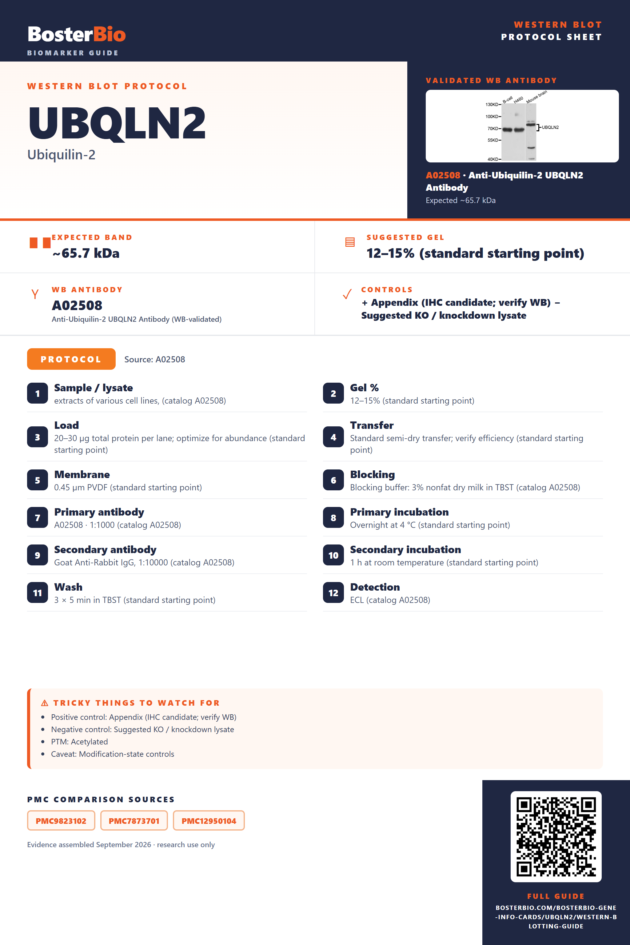 Western blot protocol sheet for UBQLN2: expected band ~65.7 kDa, hero antibody A02508, catalog values and labelled standard workflow; separate PMC comparisons on the guide