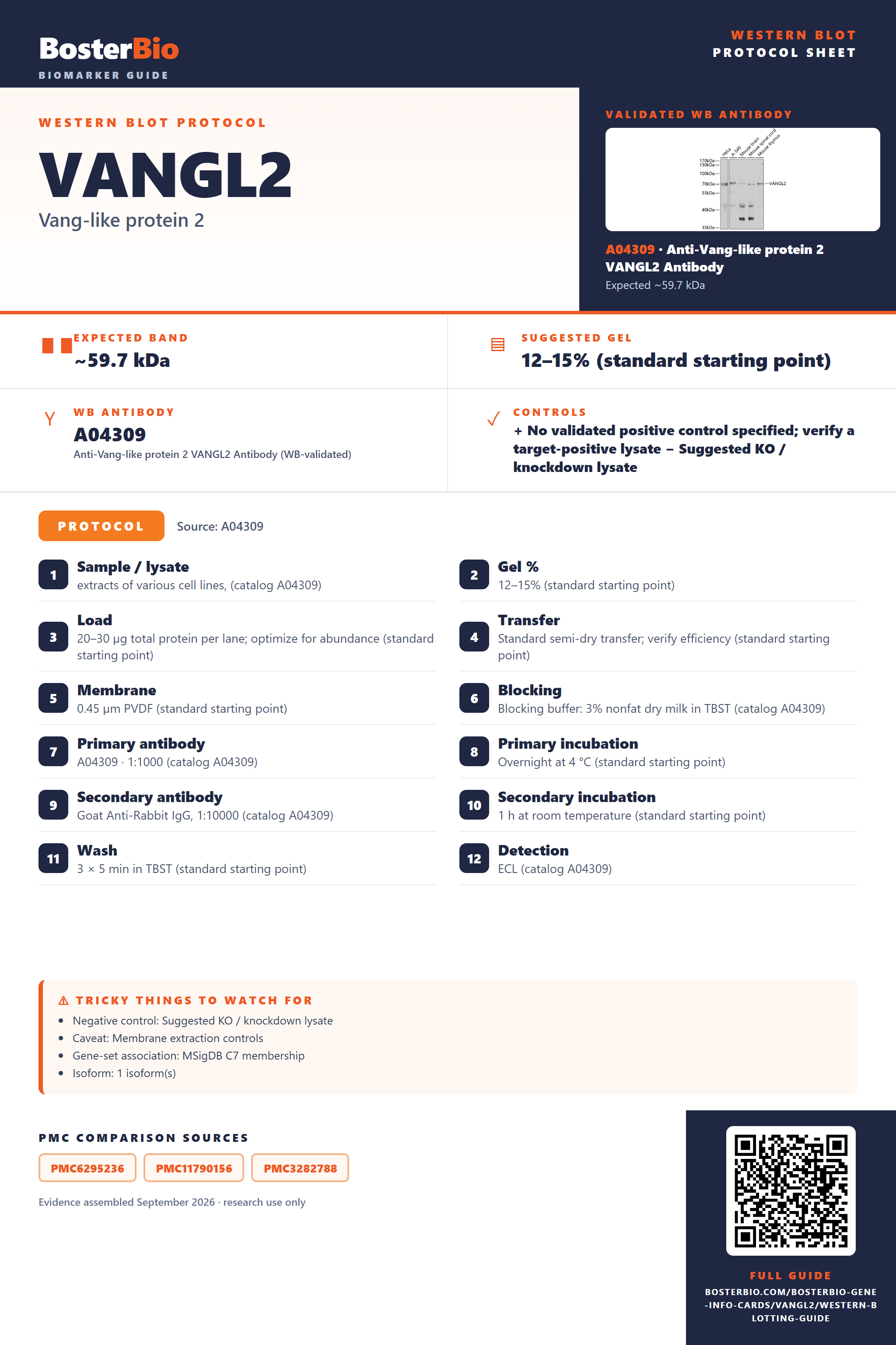 Western blot protocol sheet for VANGL2: expected band ~59.7 kDa, hero antibody A04309, catalog values and labelled standard workflow; separate PMC comparisons on the guide