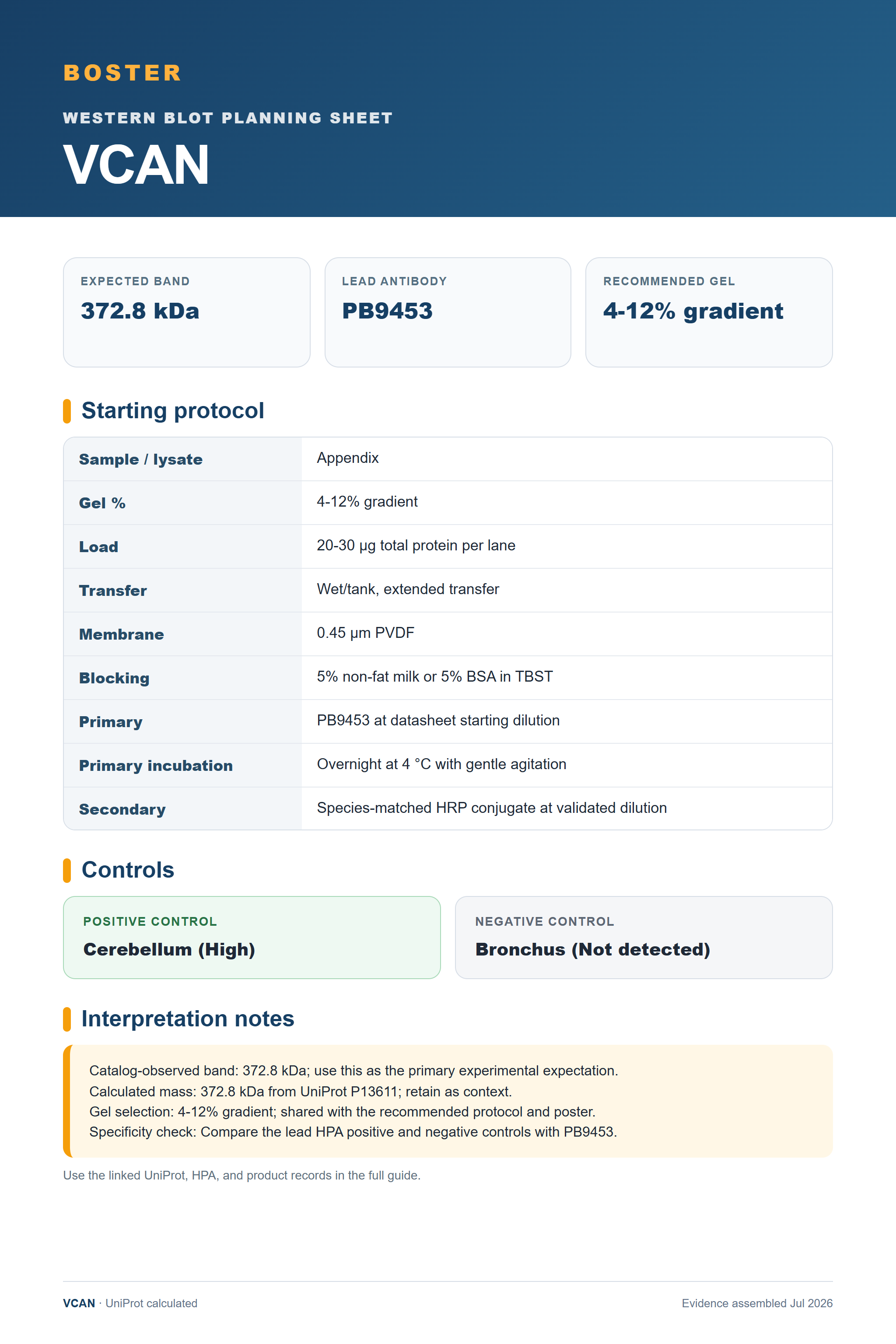 Western blot protocol sheet for VCAN (VCAN): expected band 372.8 kDa, antibody PB9453, and guide-derived SDS-PAGE protocol steps