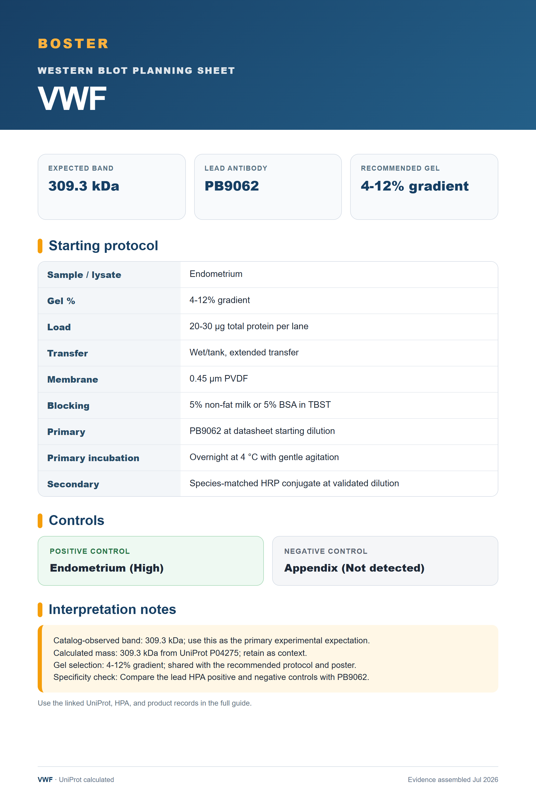 Western blot protocol sheet for VWF (VWF): expected band 309.3 kDa, antibody PB9062, and guide-derived SDS-PAGE protocol steps