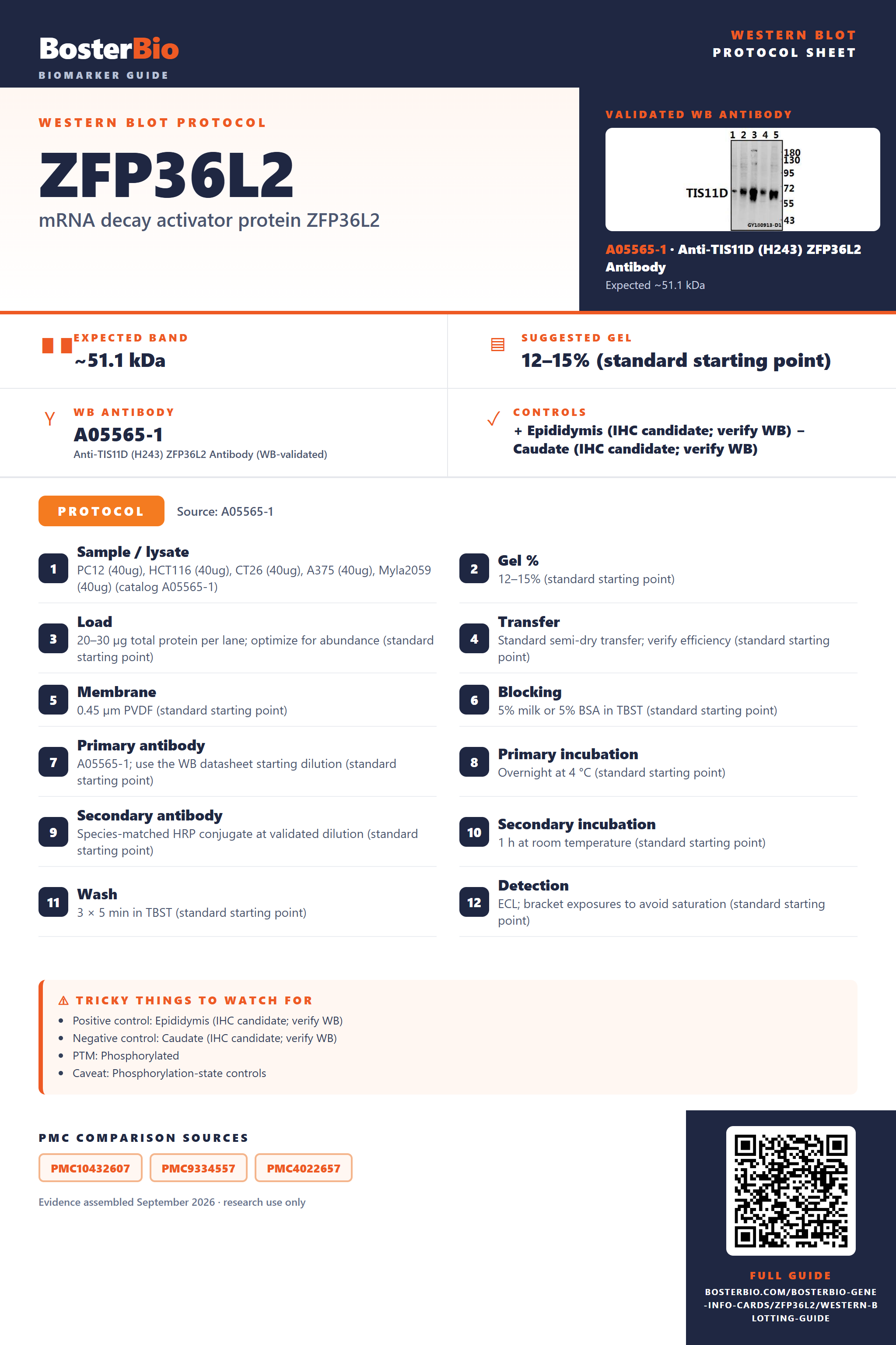 Western blot protocol sheet for ZFP36L2: expected band ~51.1 kDa, hero antibody A05565-1, catalog values and labelled standard workflow; separate PMC comparisons on the guide