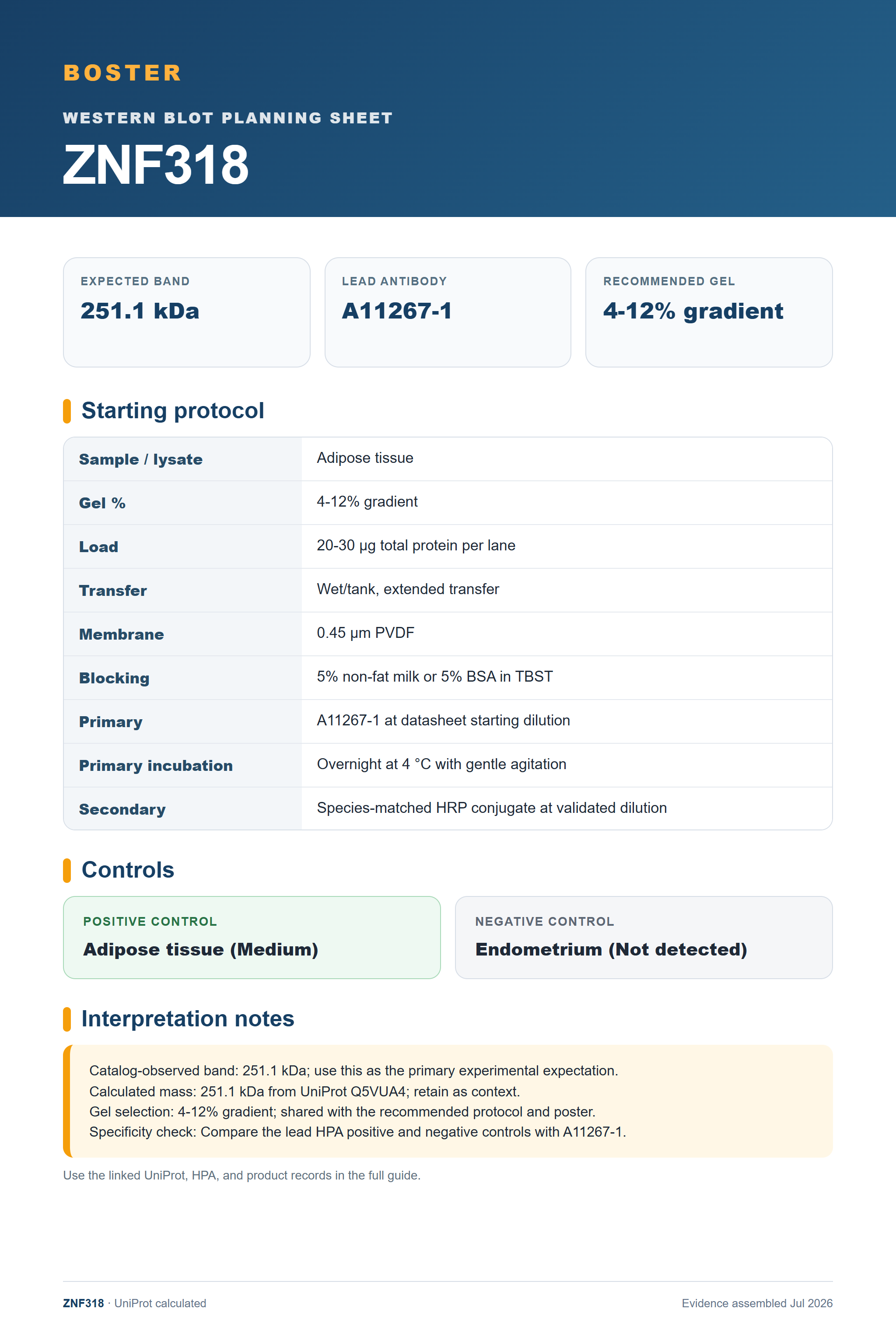 Western blot protocol sheet for ZNF318 (ZNF318): expected band 251.1 kDa, antibody A11267-1, and guide-derived SDS-PAGE protocol steps