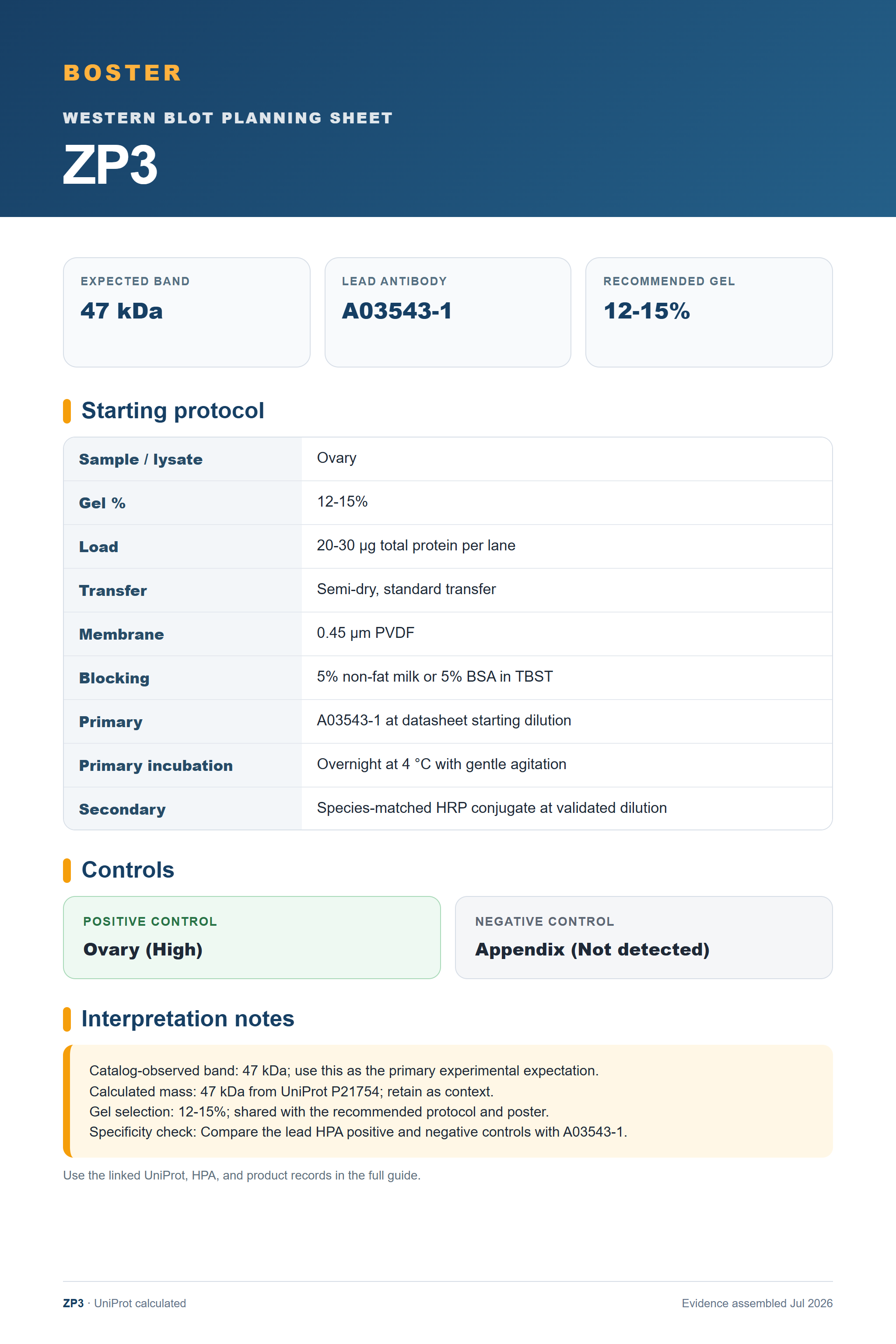 Western blot protocol sheet for ZP3 (ZP3): expected band 47 kDa, antibody A03543-1, and guide-derived SDS-PAGE protocol steps